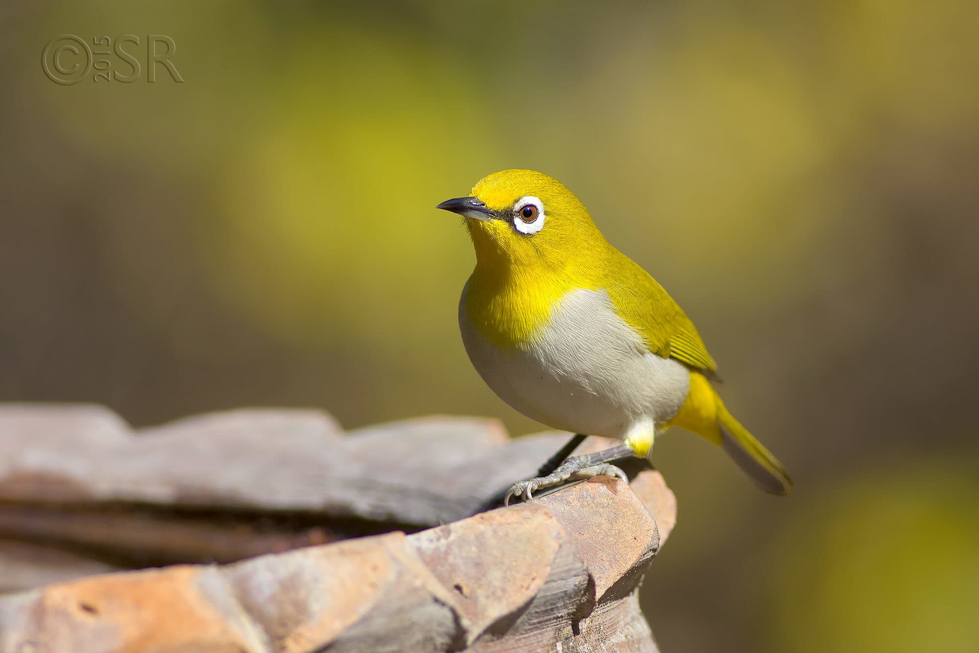 MG_2427-white-eye.jpg