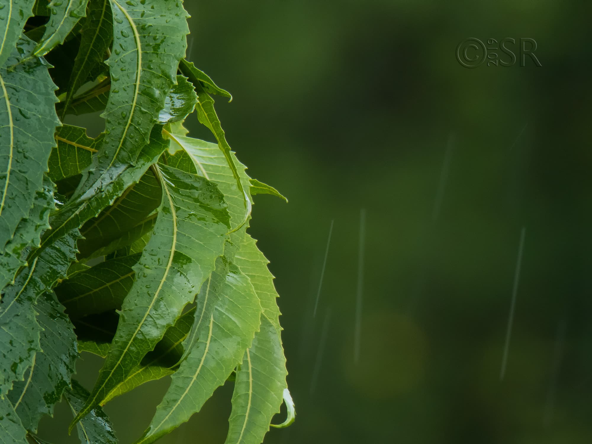 IMG_0433-neem-leaves-rain-drops