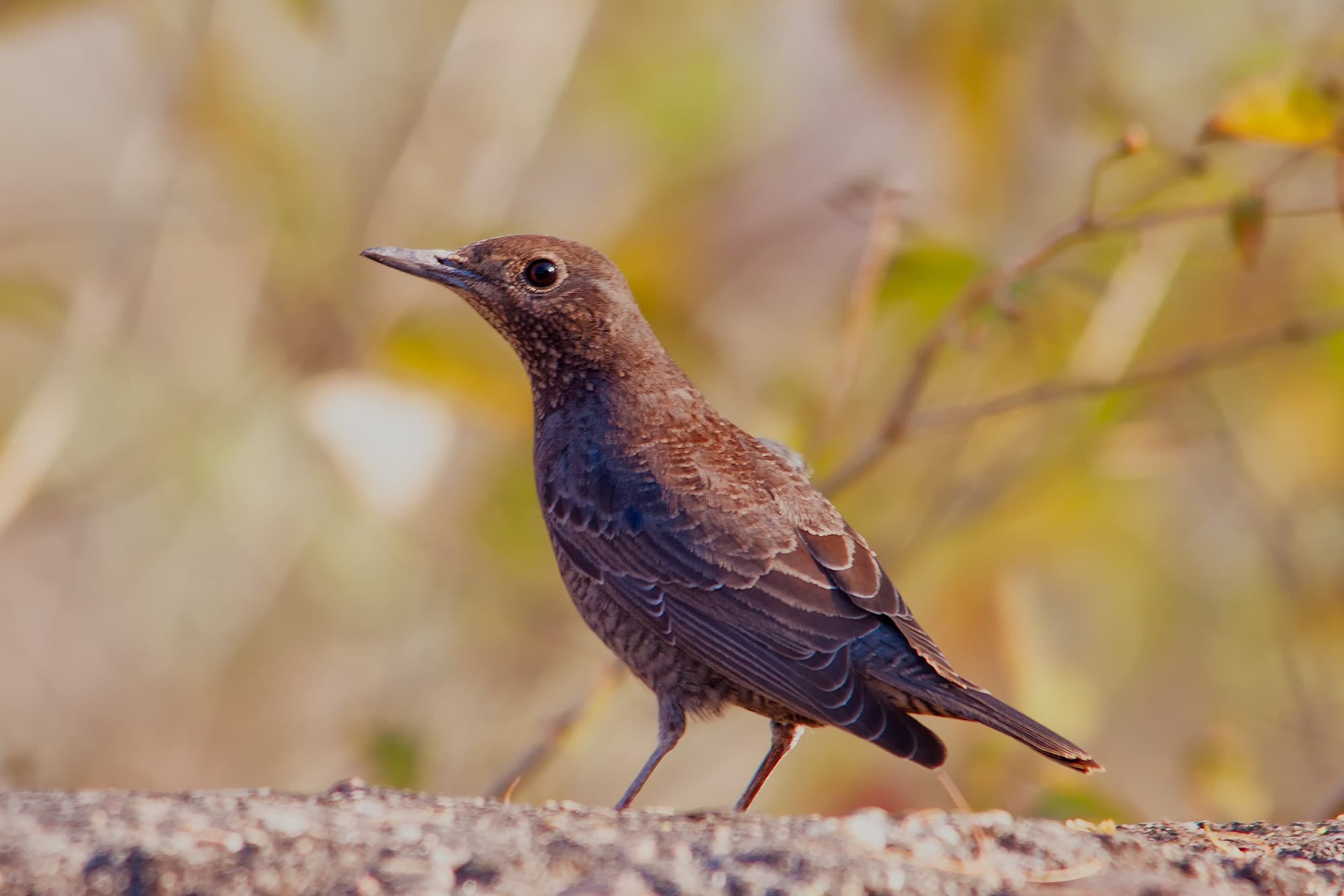 IMG_0907-blue-rock-thrush-female-new