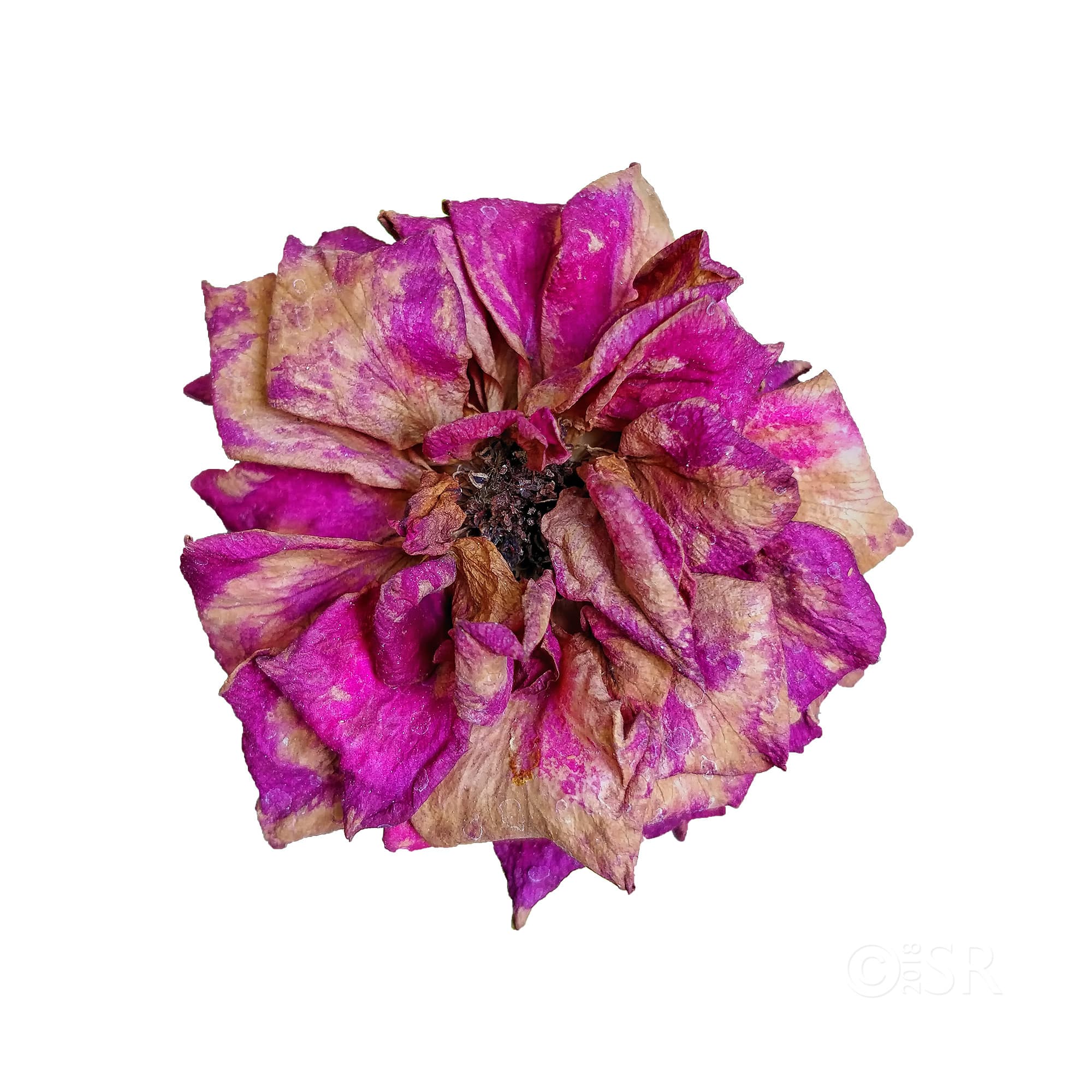 IMG_20181018_113234-withered-rose-web
