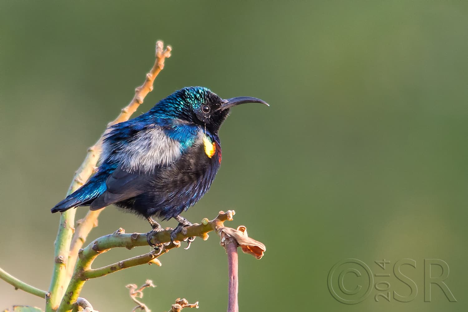 IMG_6098-sunbird
