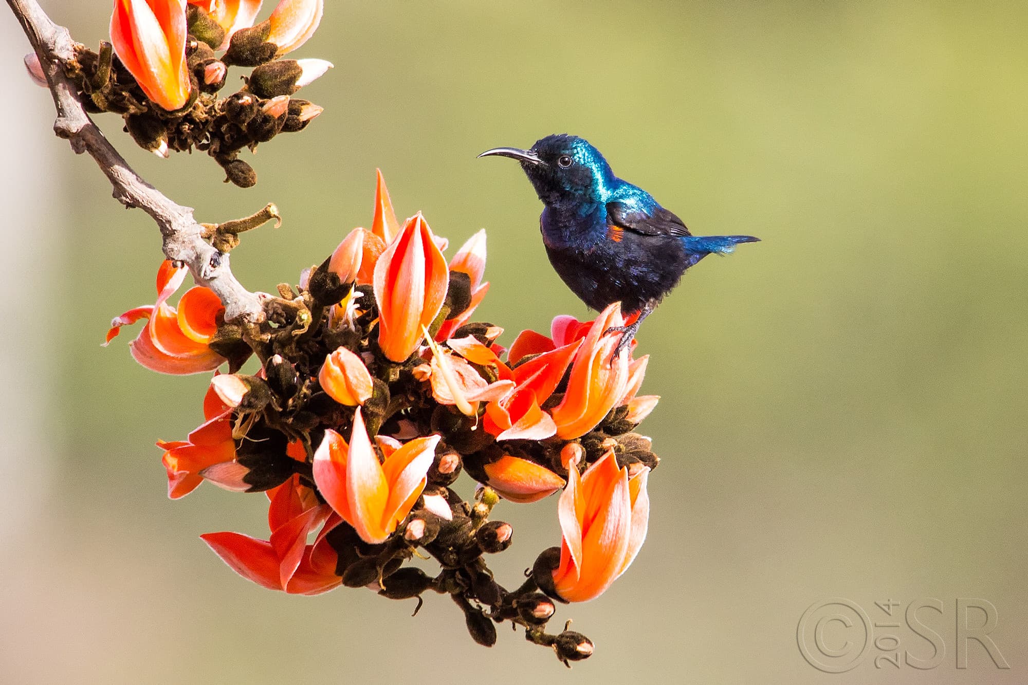 IMG_8007-sunbird-palaash