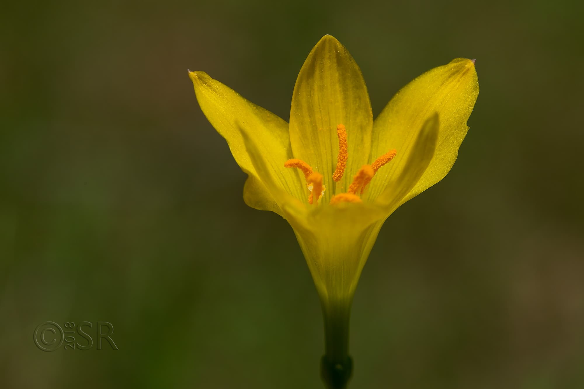 _J2A0234-yellow-lily