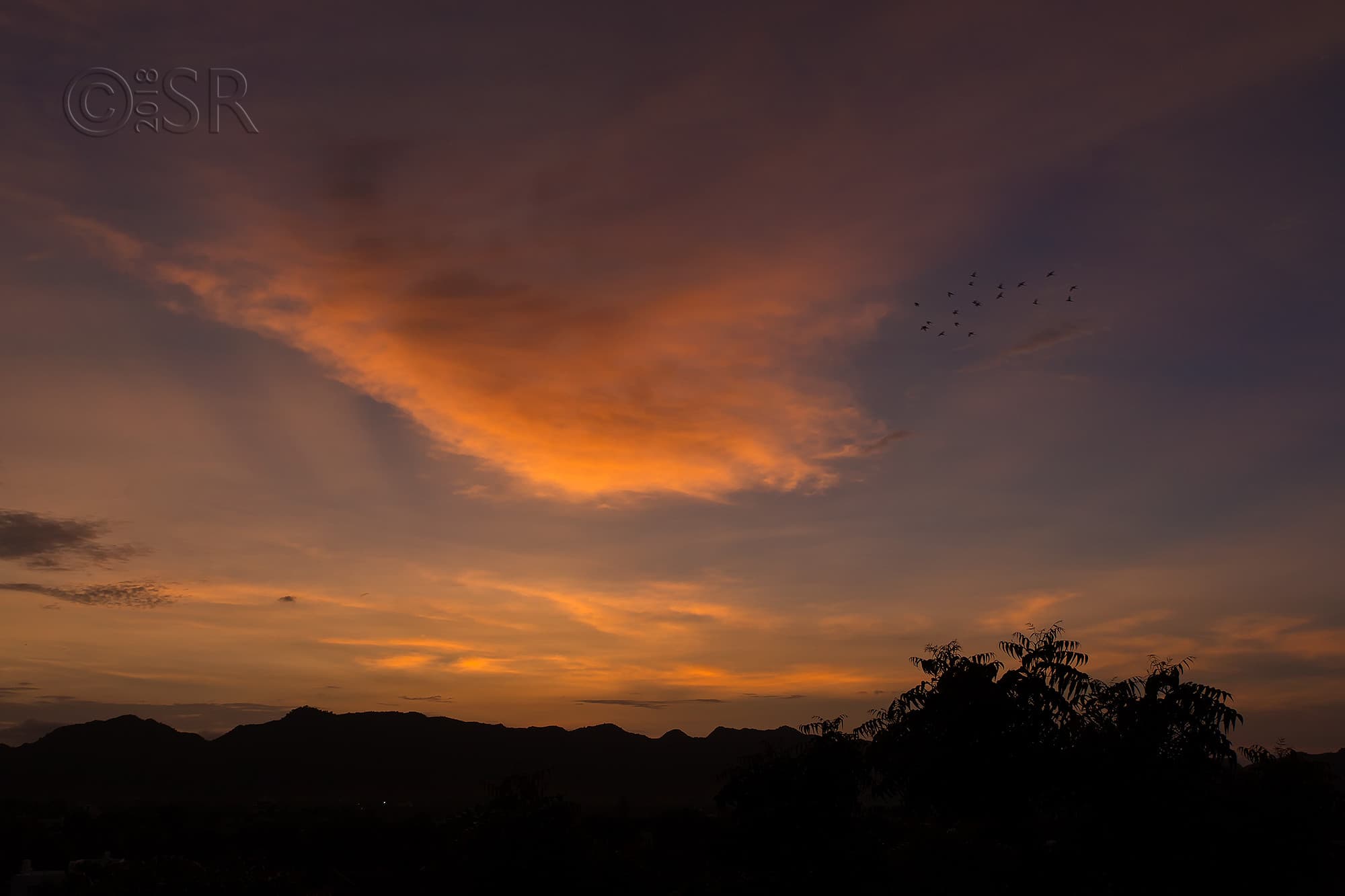 _J2A0375-sunset-parakeet
