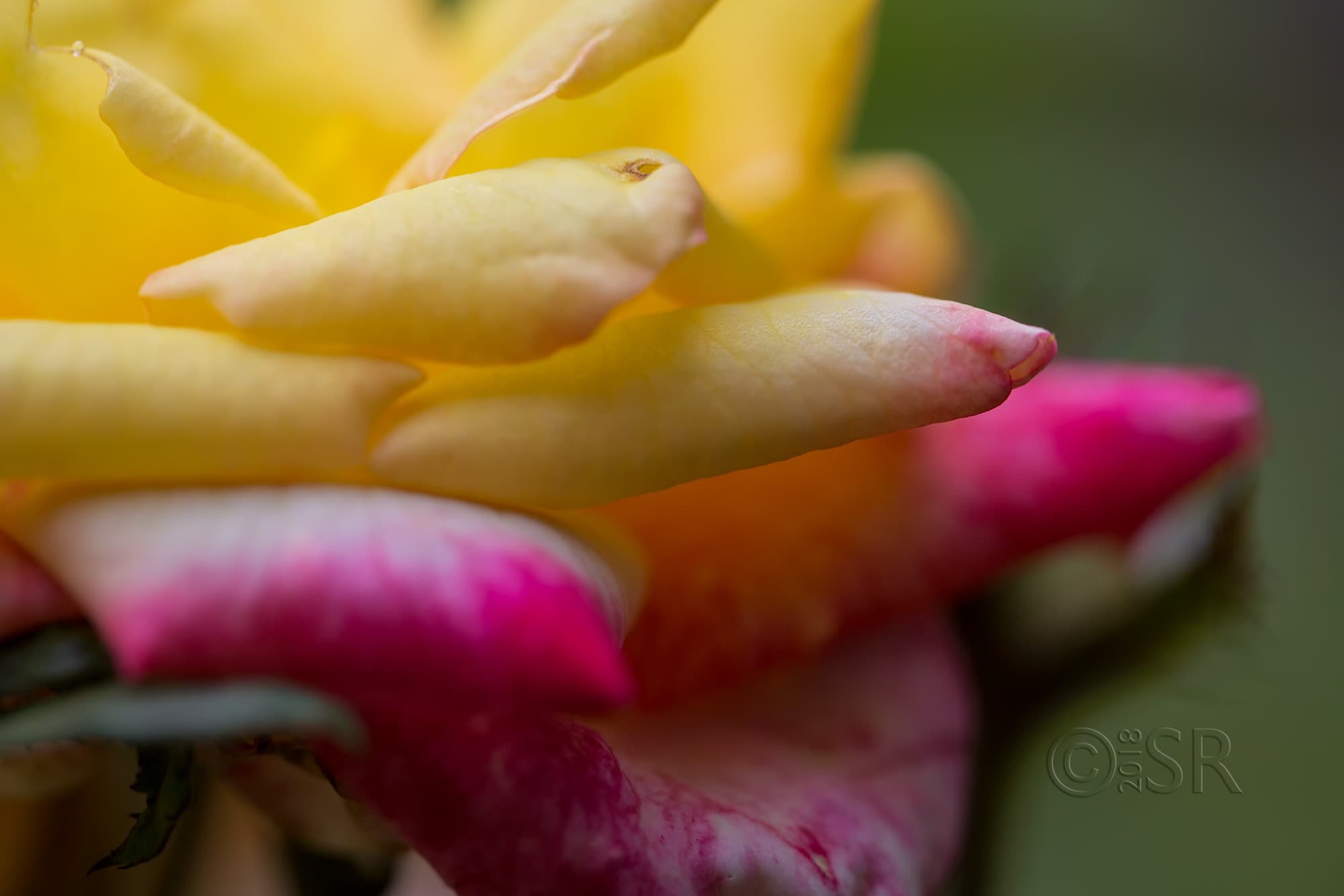 _J2A0572-rose-abstract-01