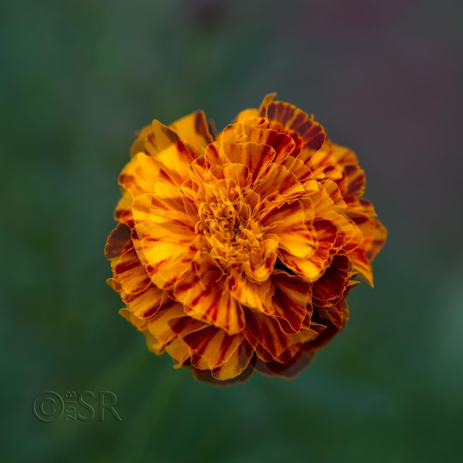 _J2A1141-marigold