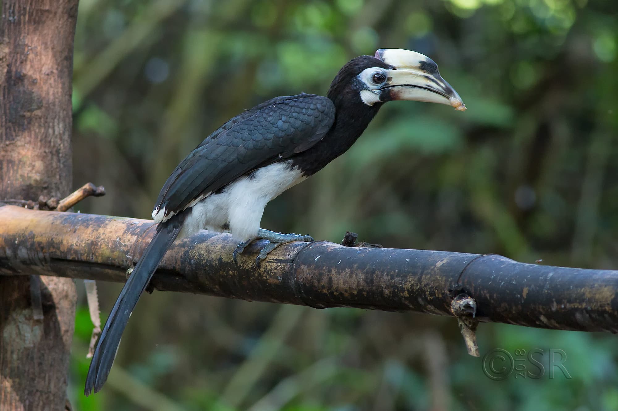 _J2A2125-pied-hornbill