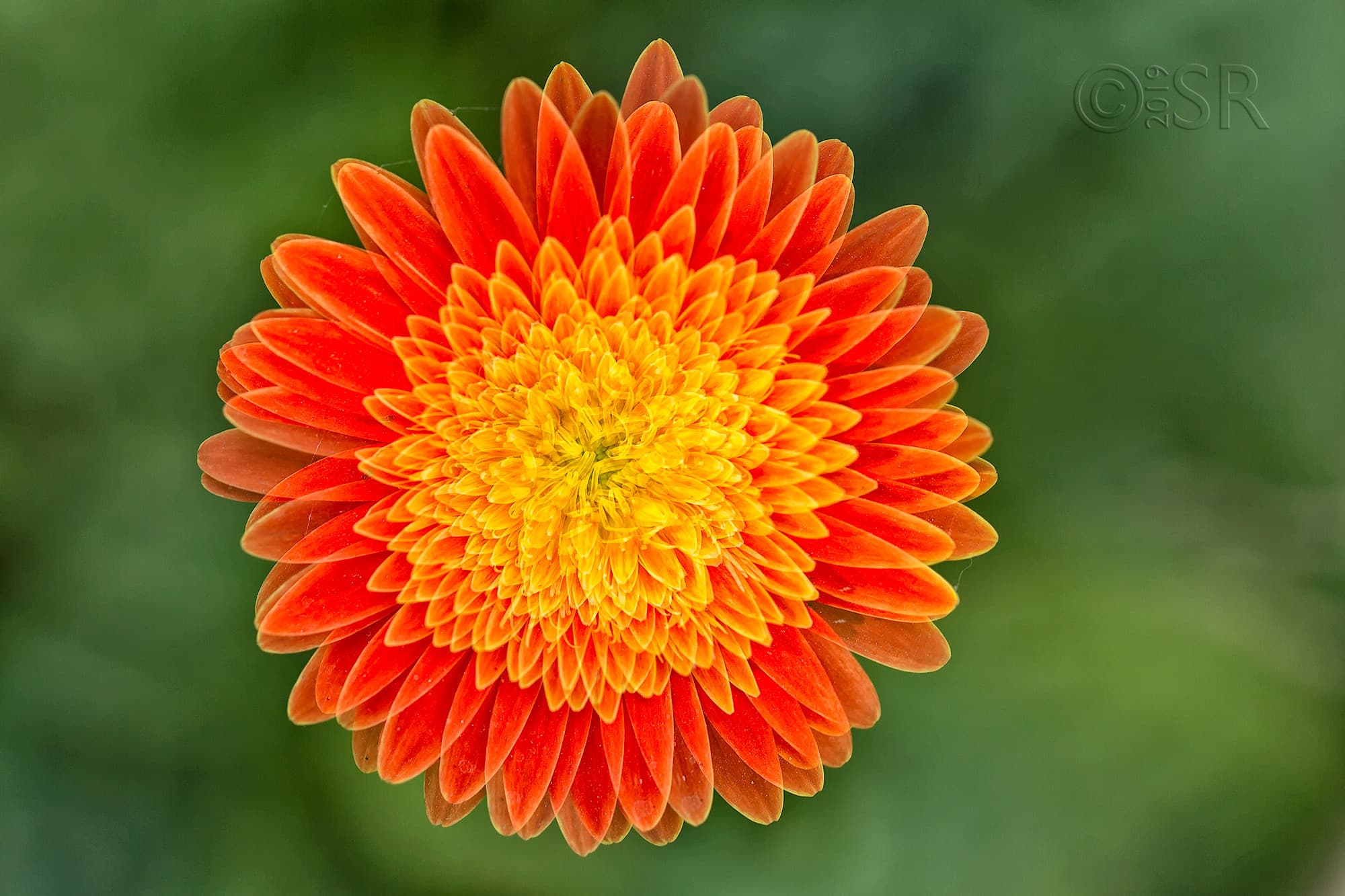 _J2A3033-orange-gerbera-double-exposure