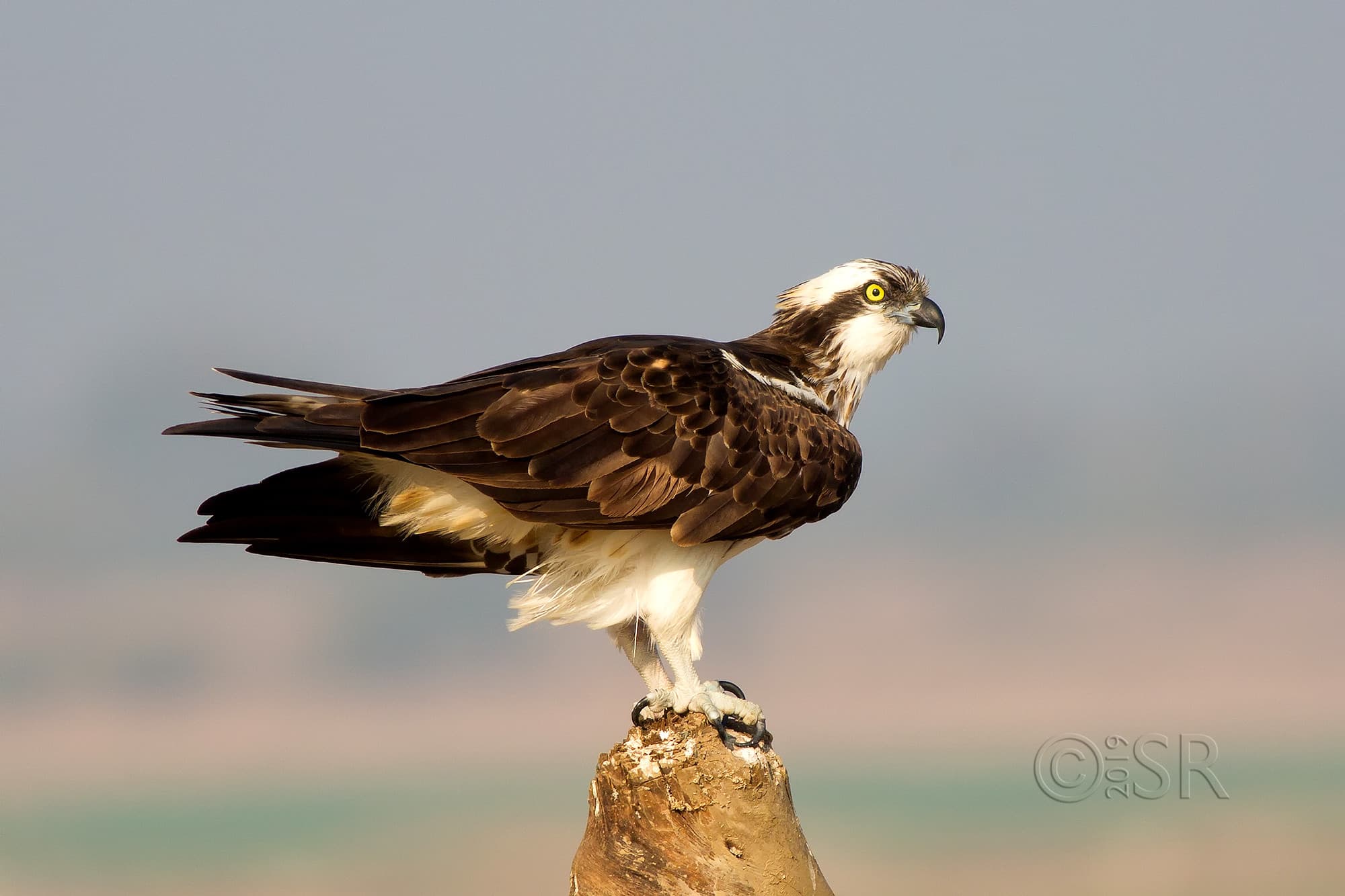 _J2A3879-osprey