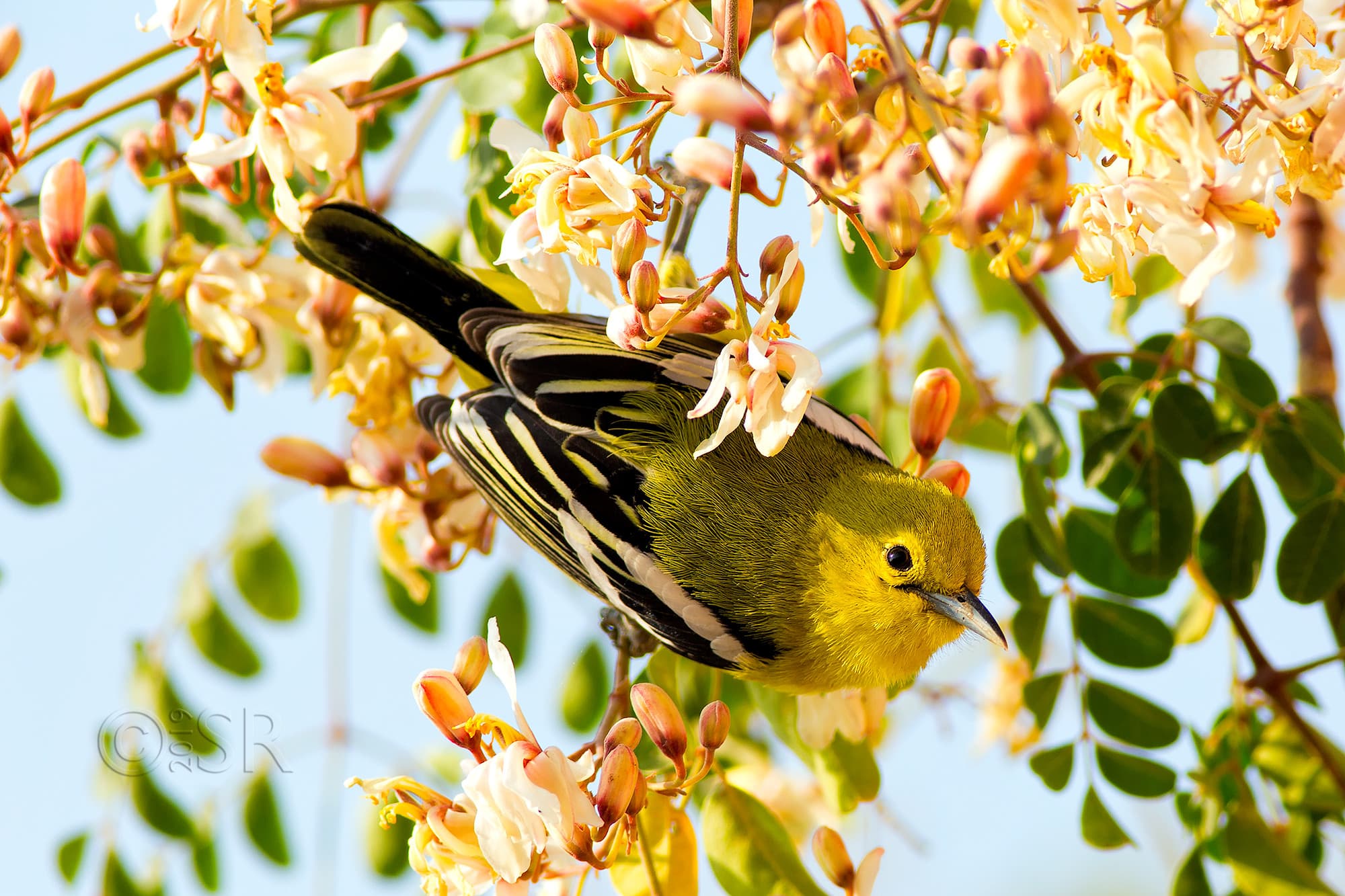 _J2A4378-iora