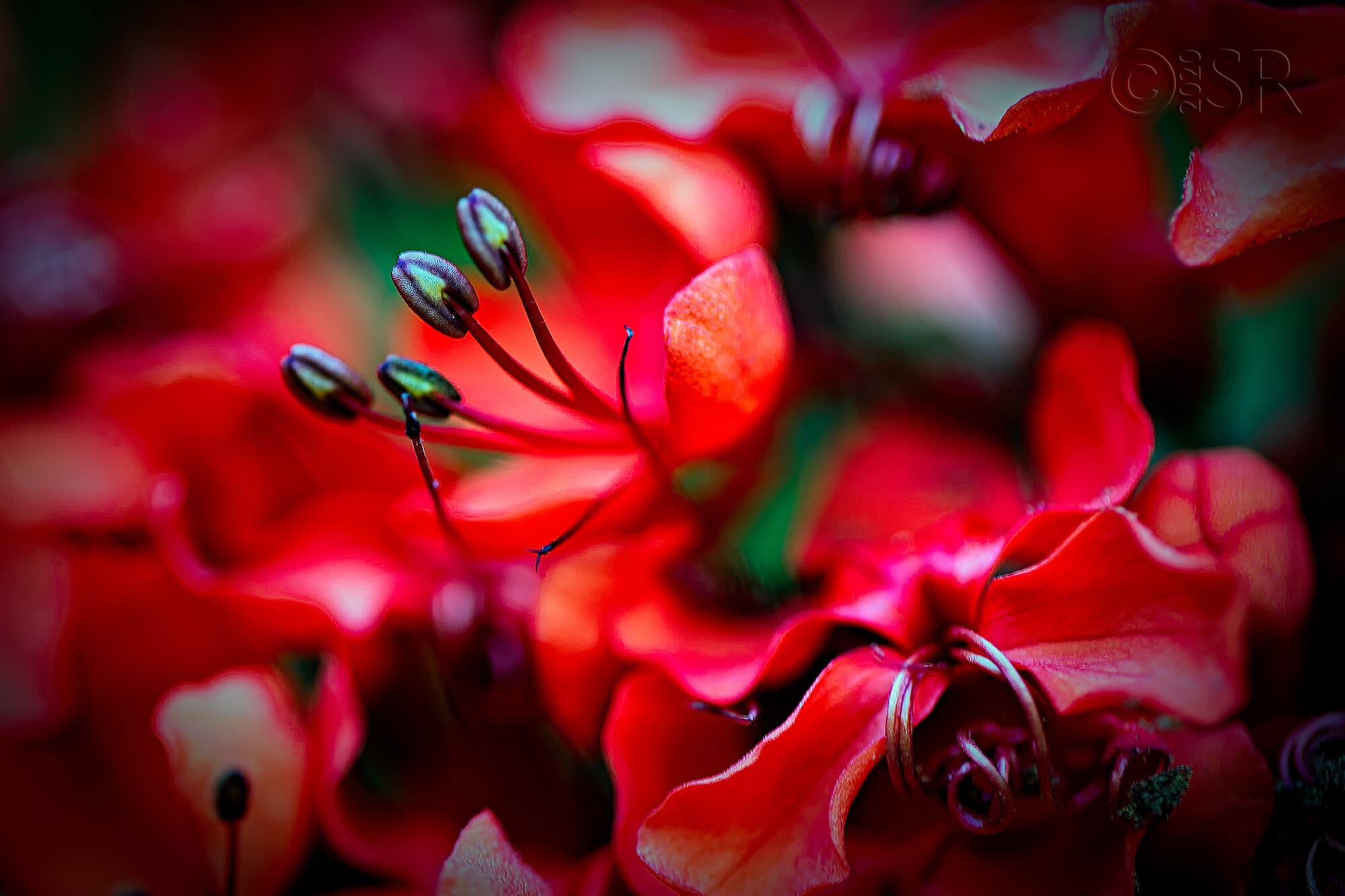 _J2A5574-creeper