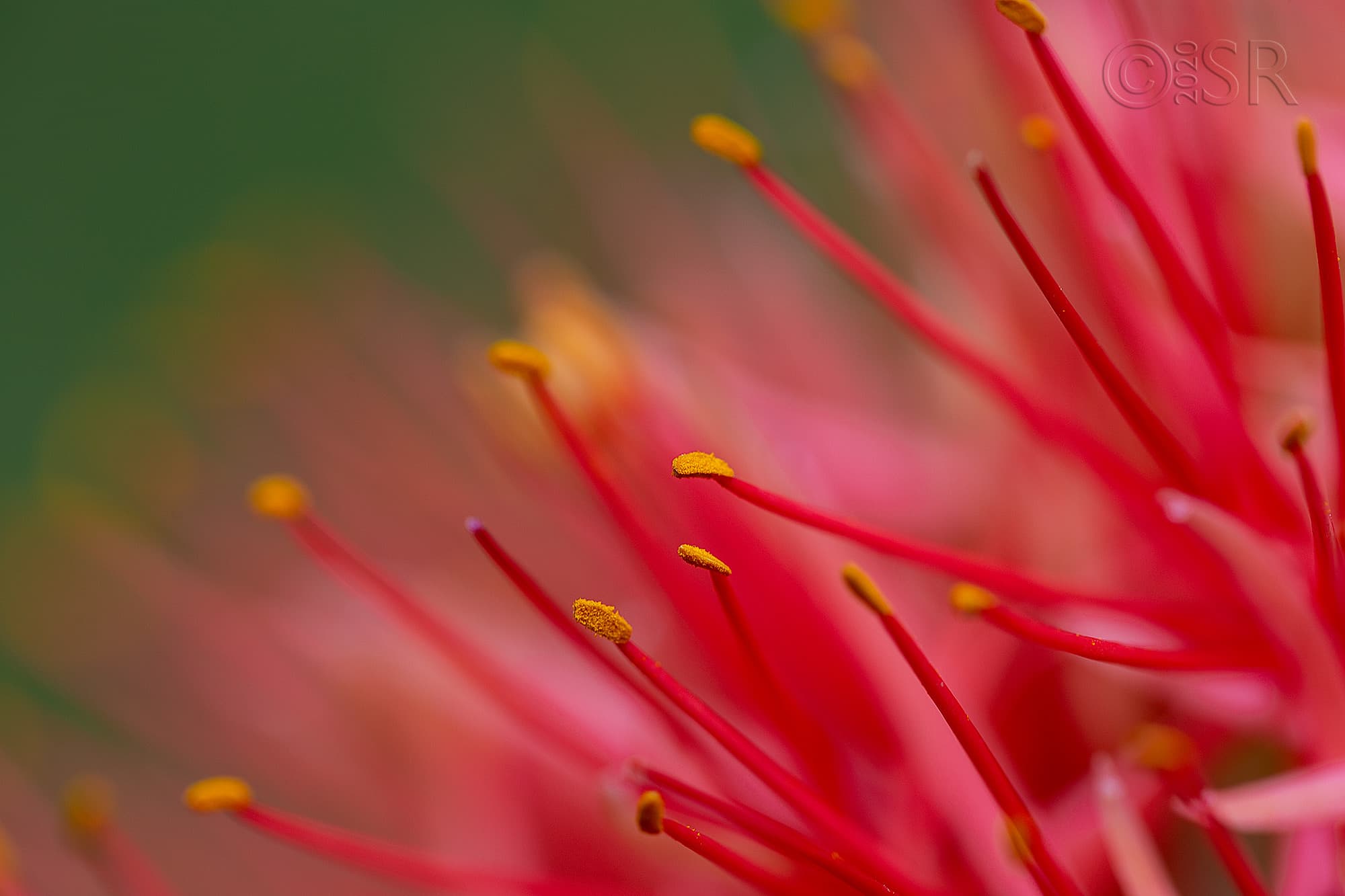 _J2A7114-football-lily-web