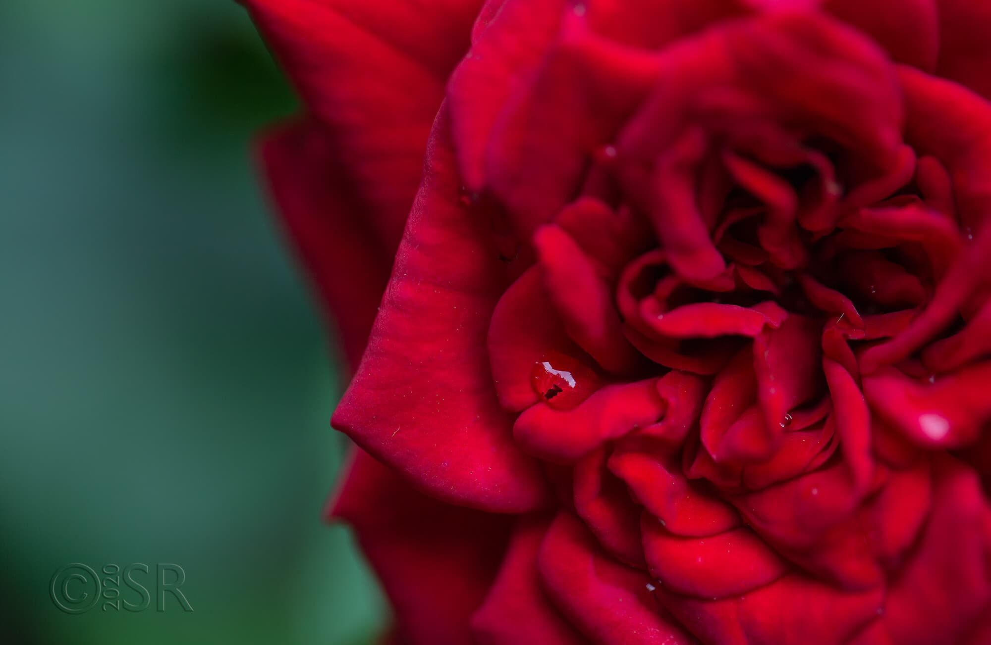 _J2A8205-rose