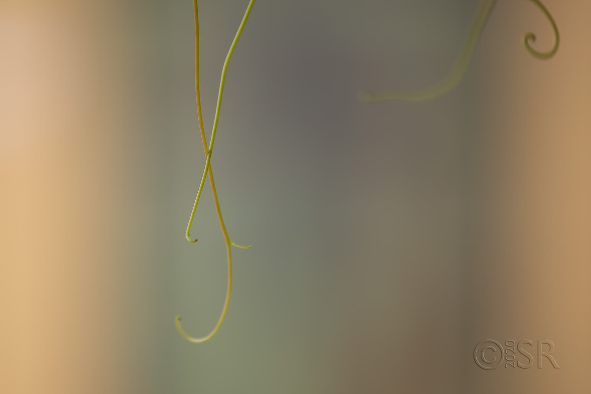 _J2A8244-vine