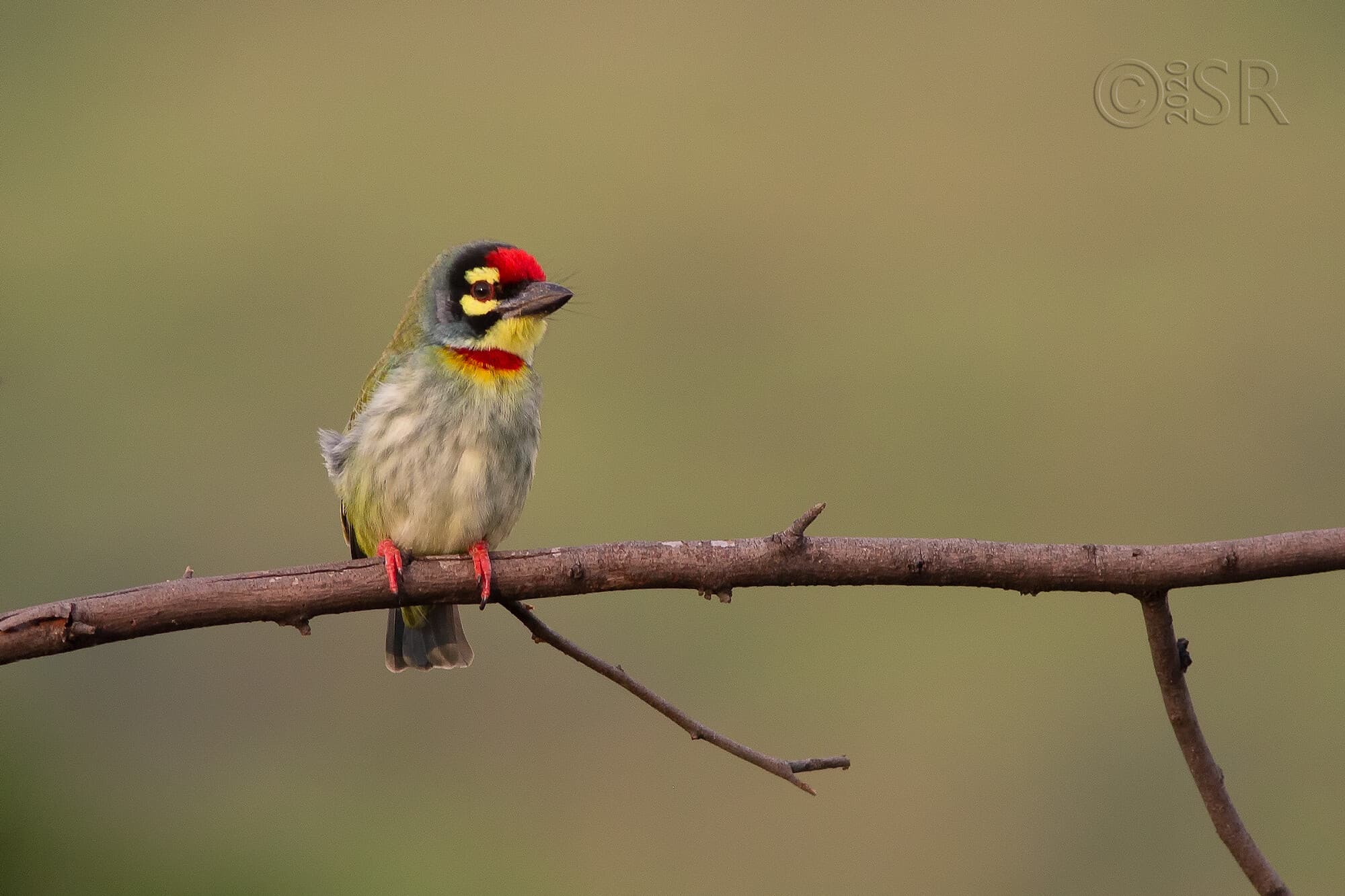 _J2A8789-barbet-web