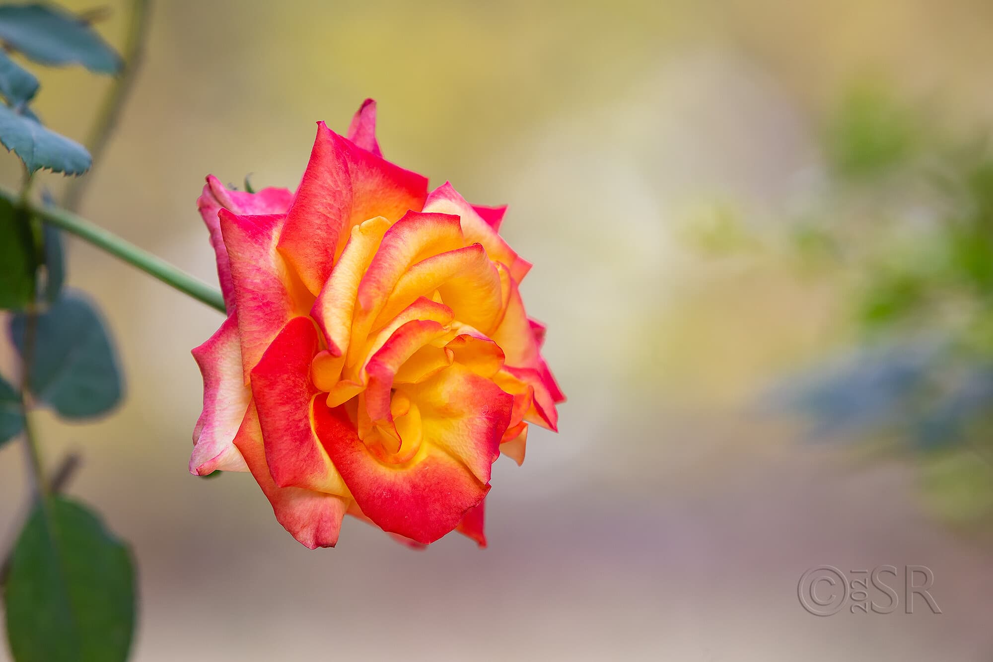_J2A9086-double-delight-rose