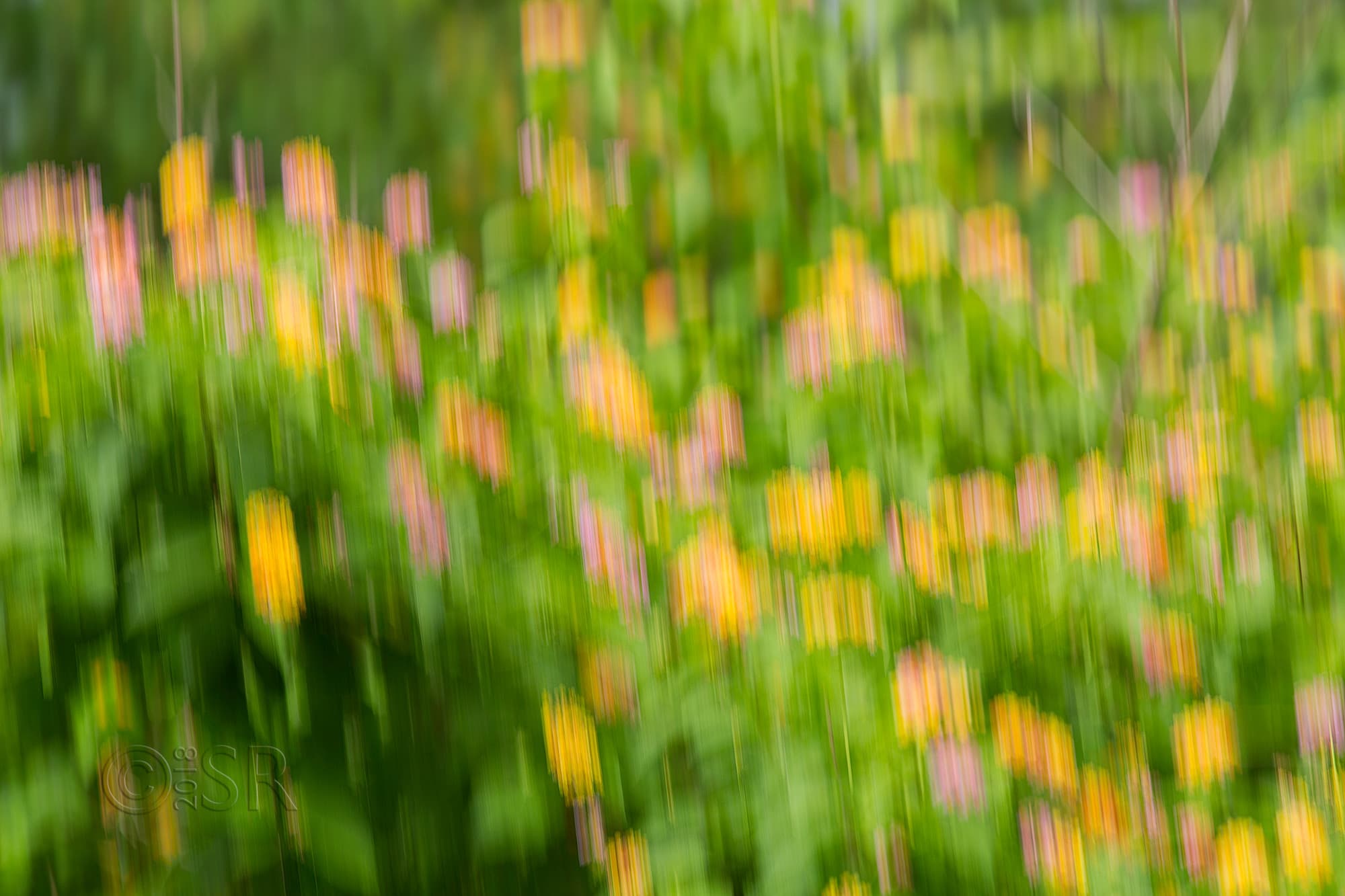 _J2A9863-lantana-vertical-blur