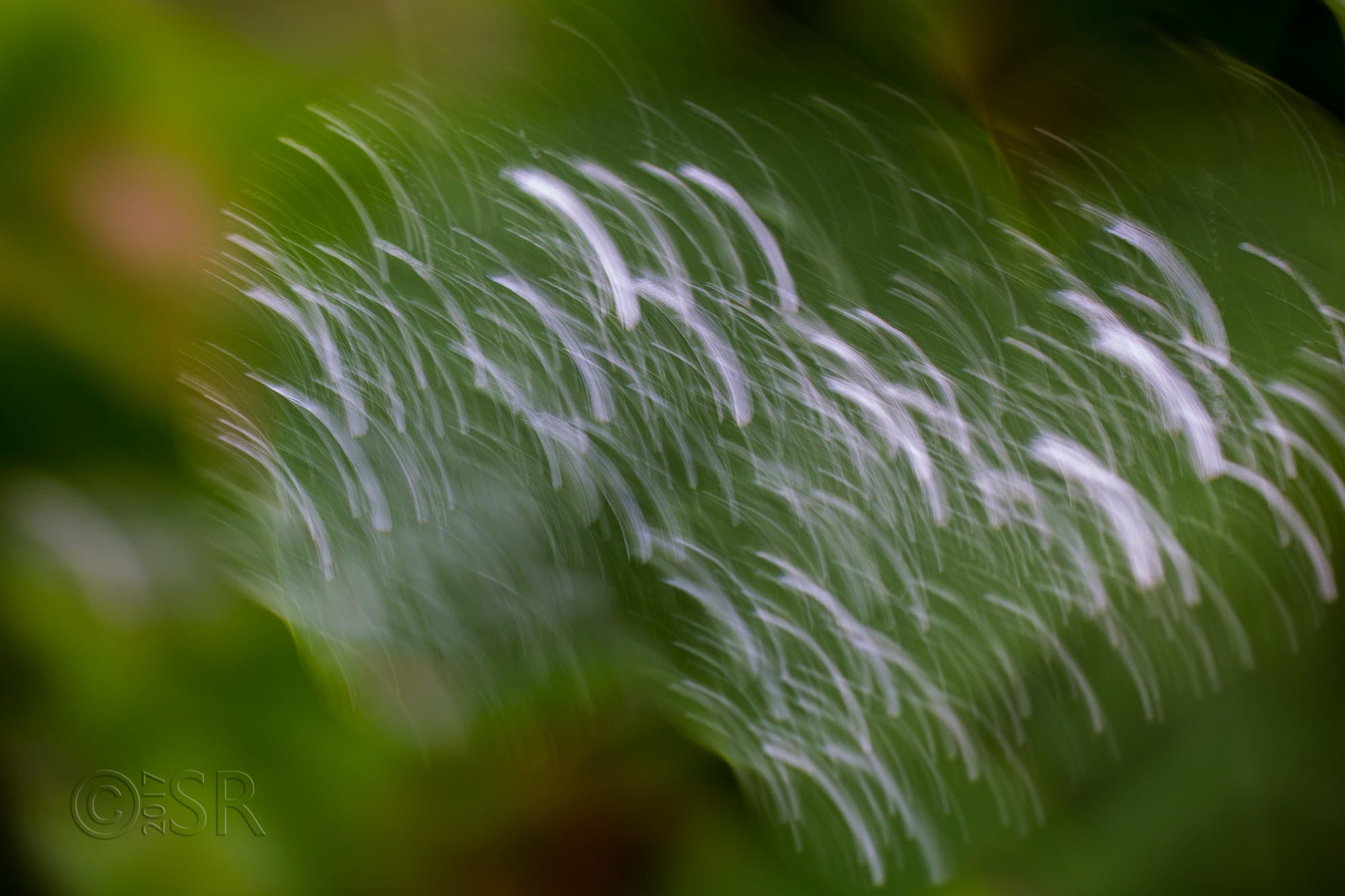 _MG_0376-abstract