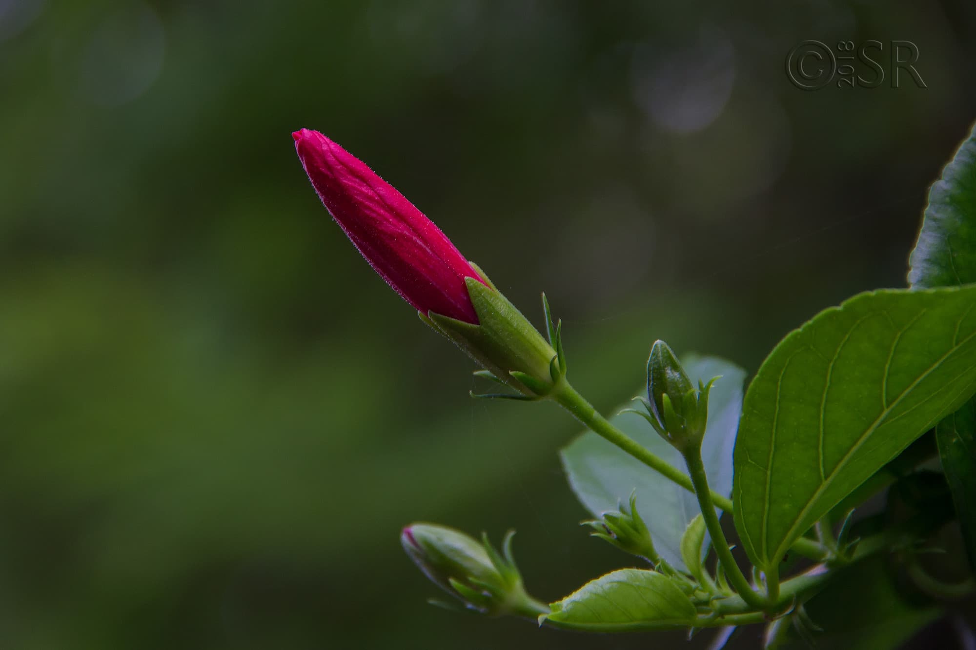 _MG_0808-hibiscus