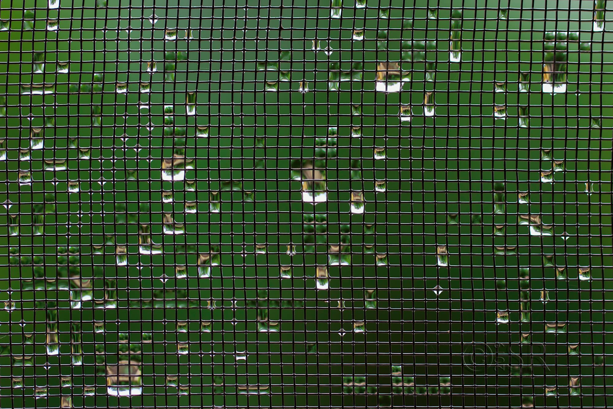 _MG_0986-drops-on-mesh