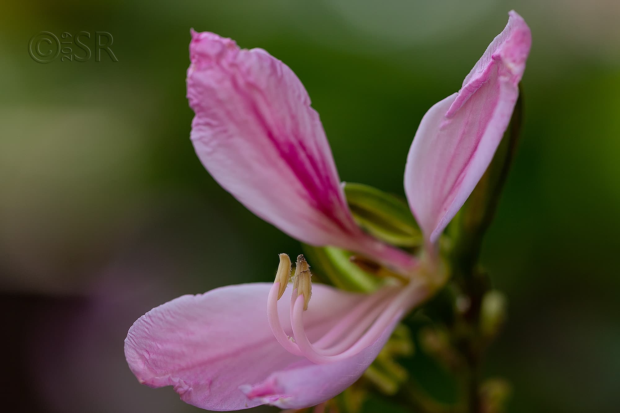 _MG_1046-orchid