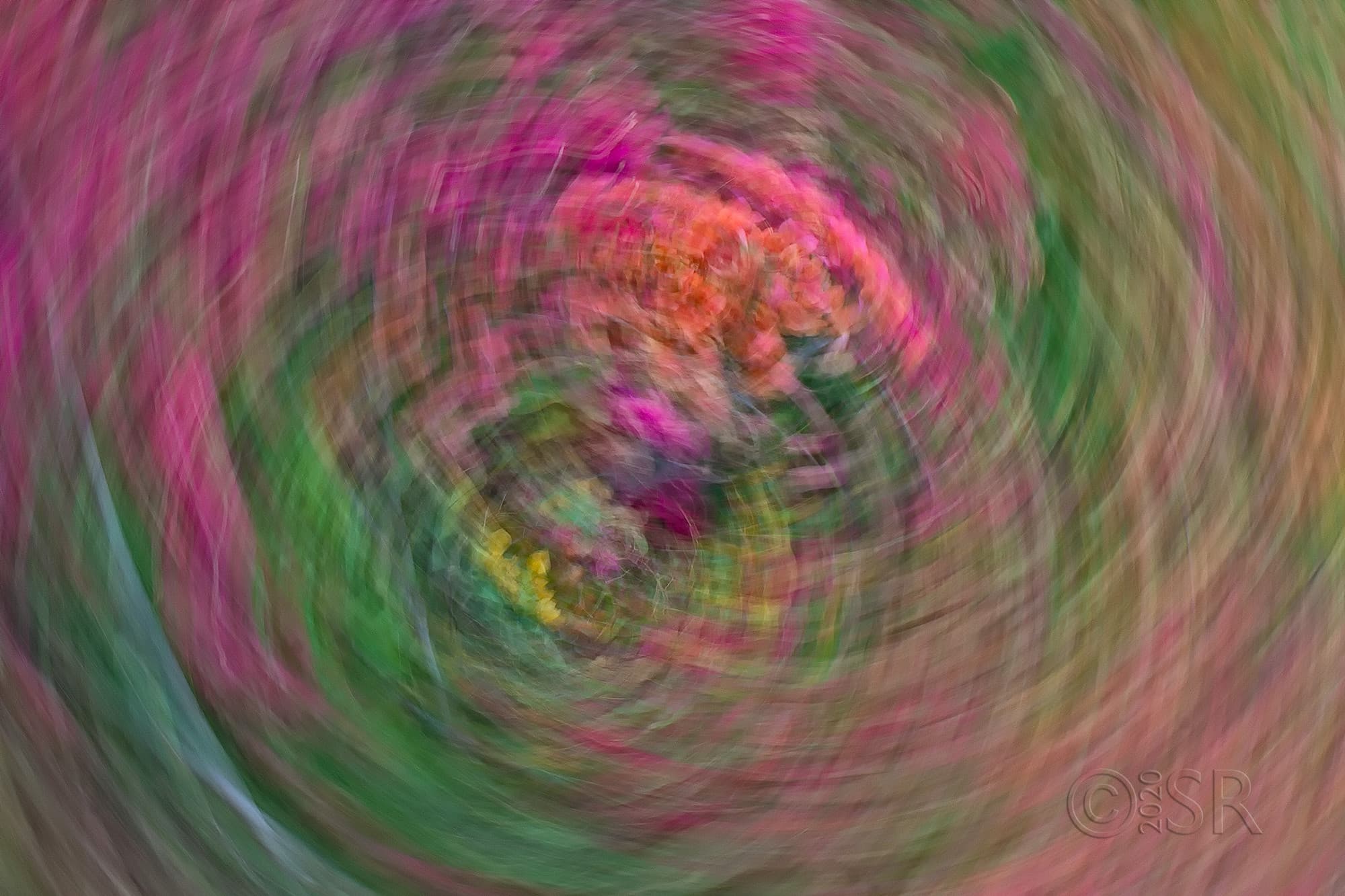 _MG_1465-swirl-pinks-web