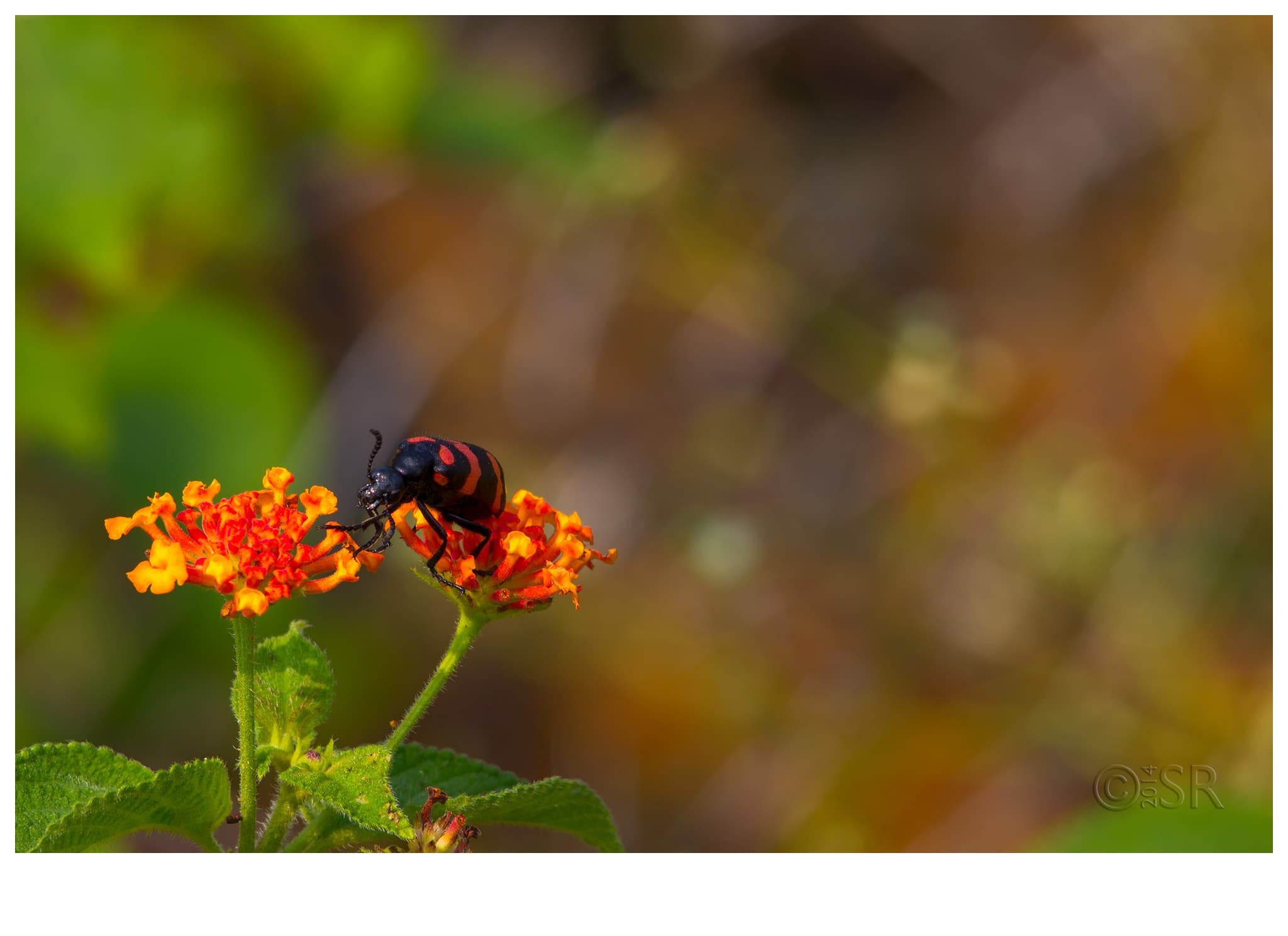 _MG_1559-blister-beetle