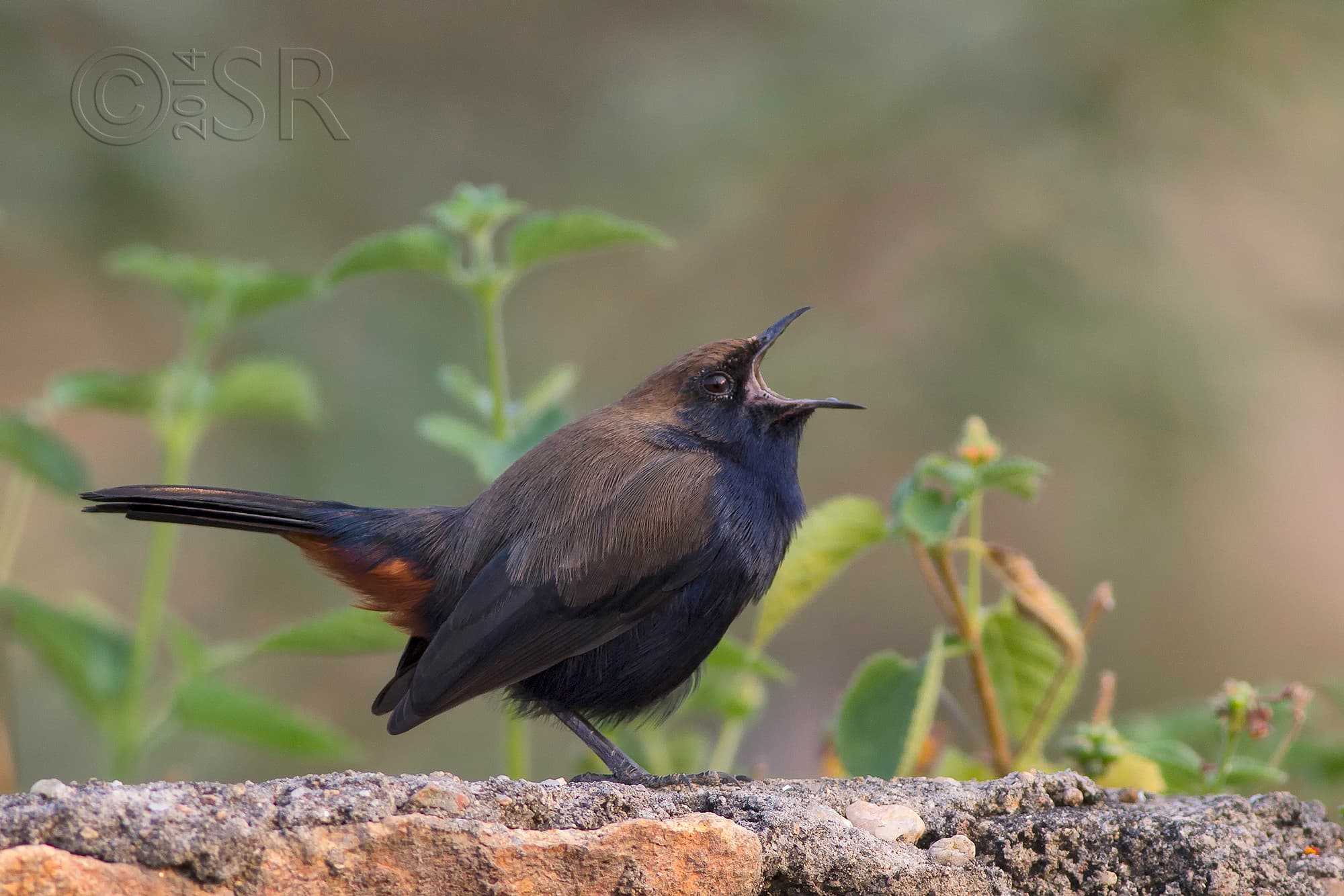 _MG_1664-indian-robin-yawn