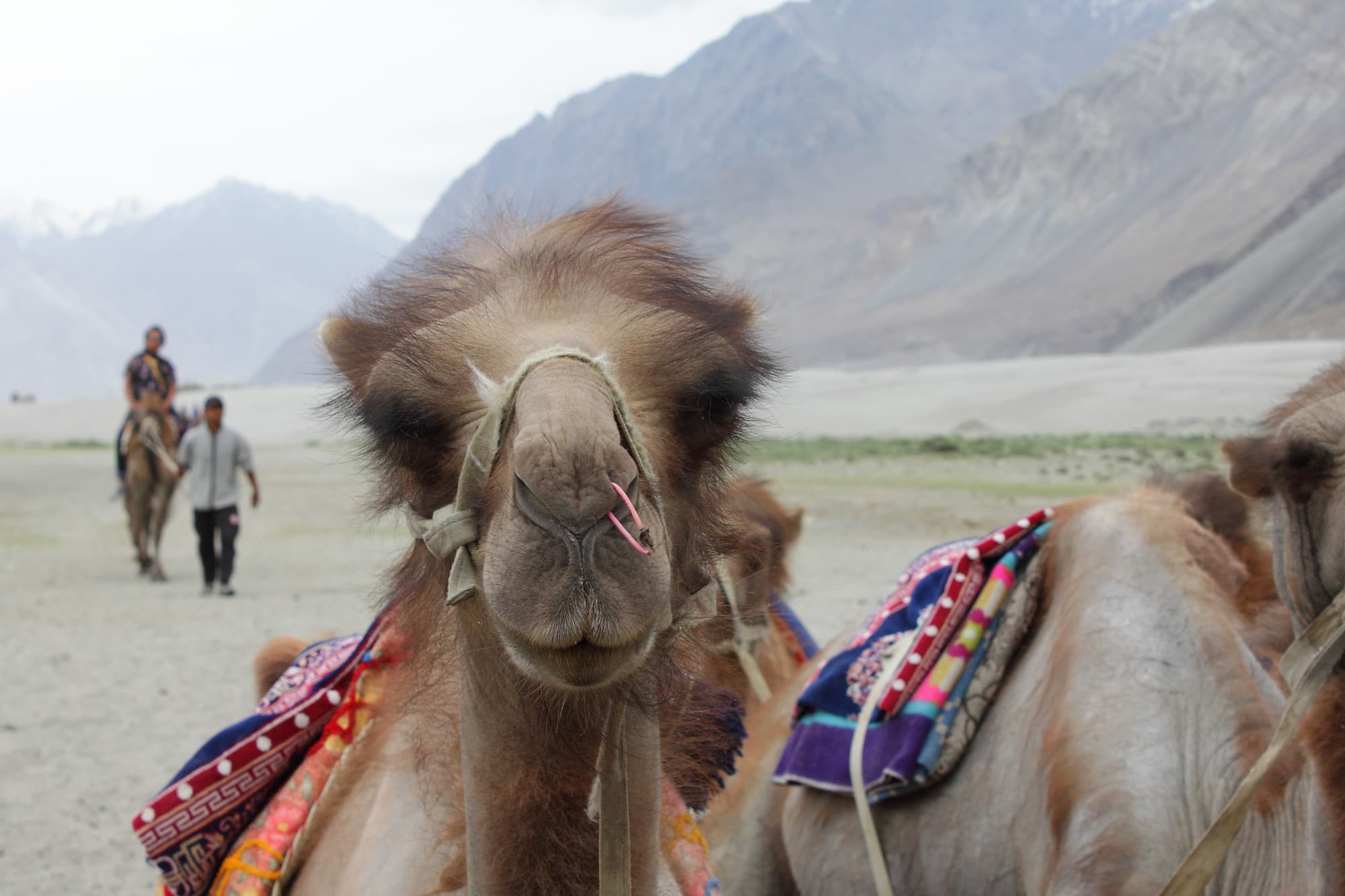 _MG_1684-camel