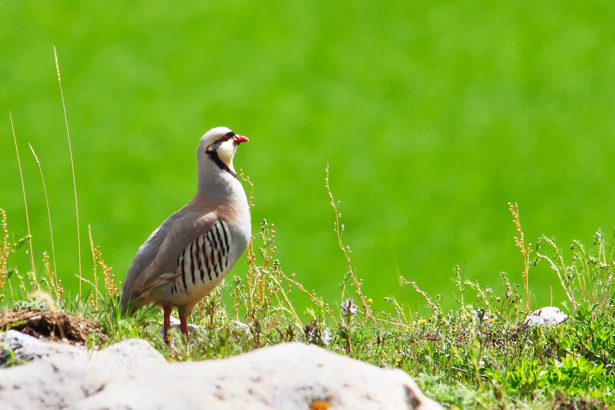 _MG_2064-chukar