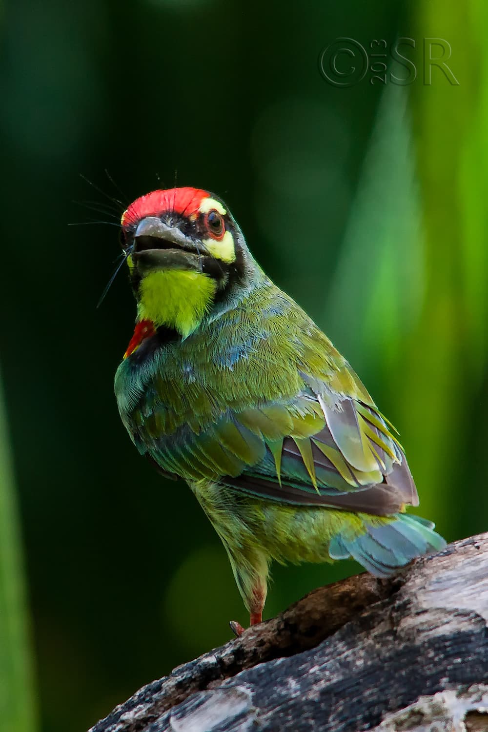 _MG_2478-barbet