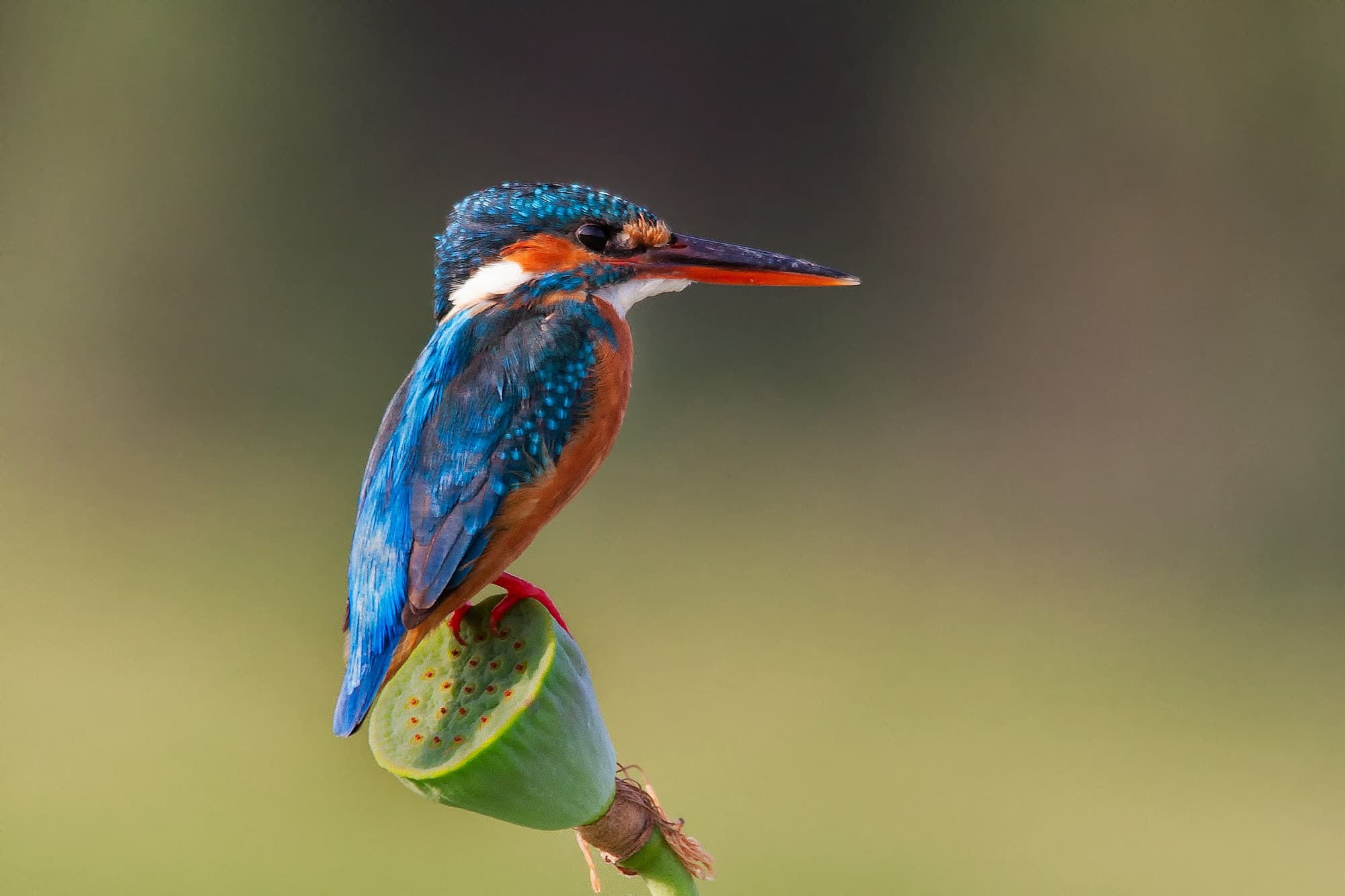 _MG_3122-common-kingfisher-edit-2016-dec
