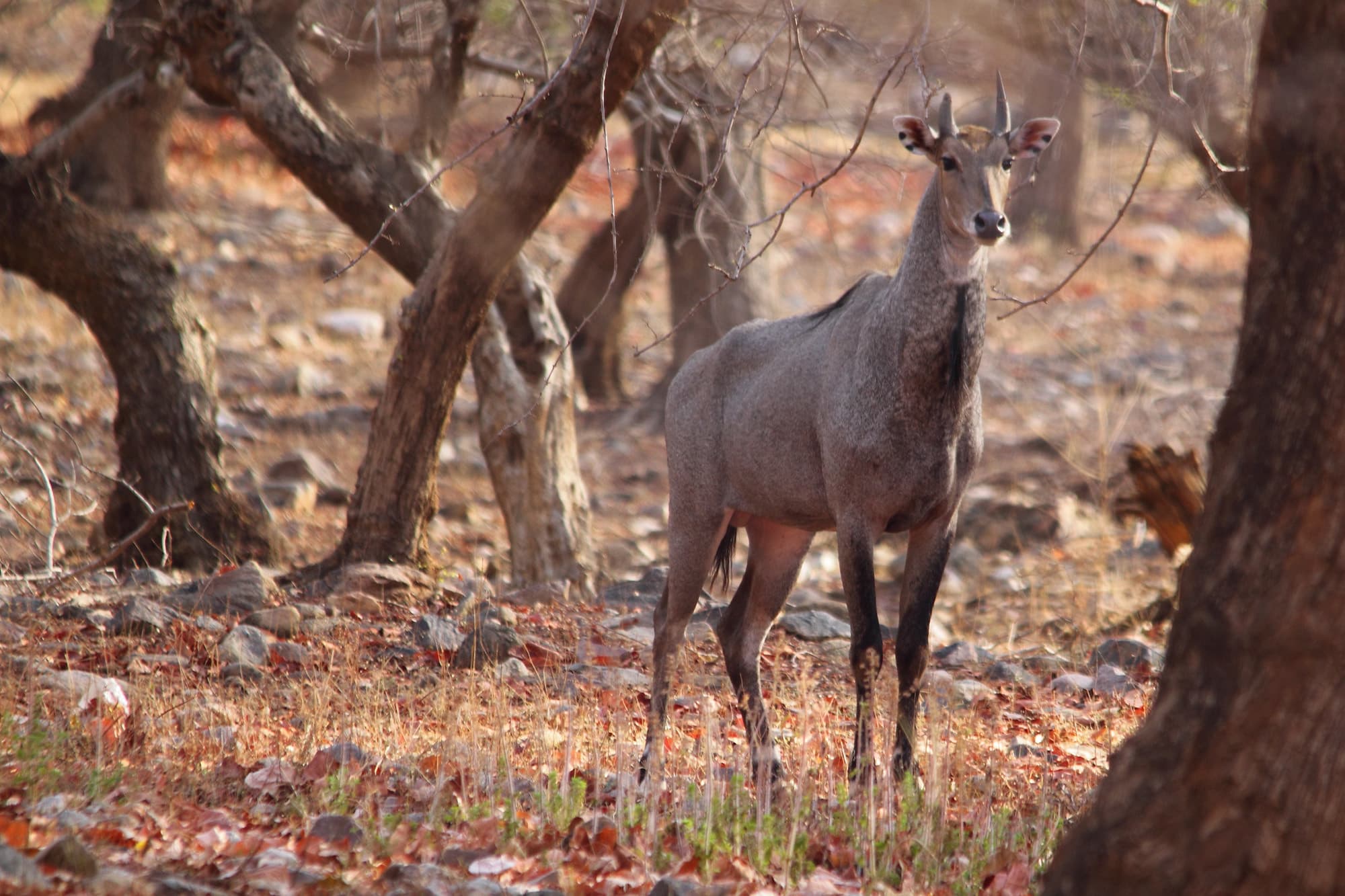 _MG_4500-blue-bull