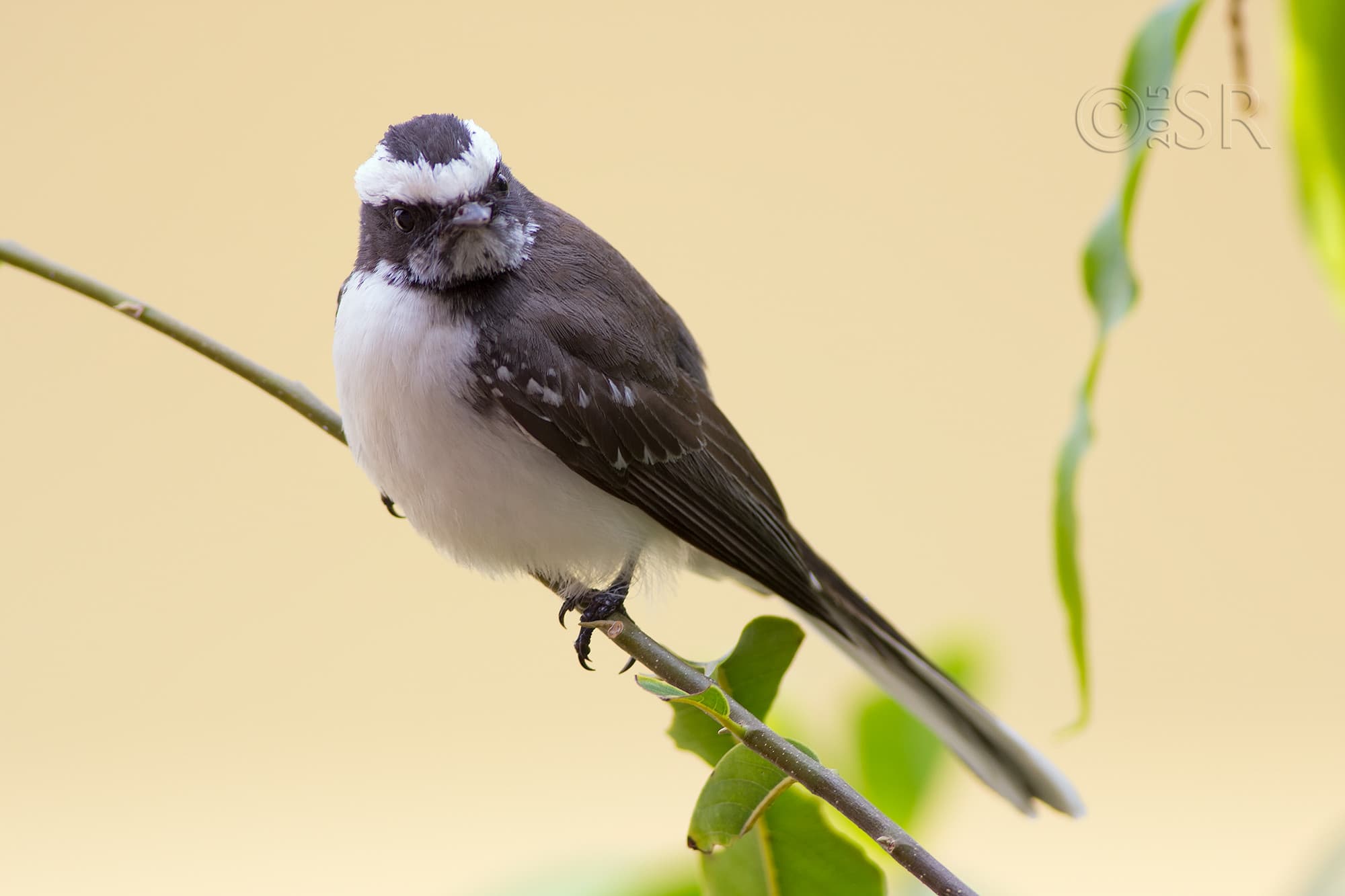 _MG_7564-wbfantail