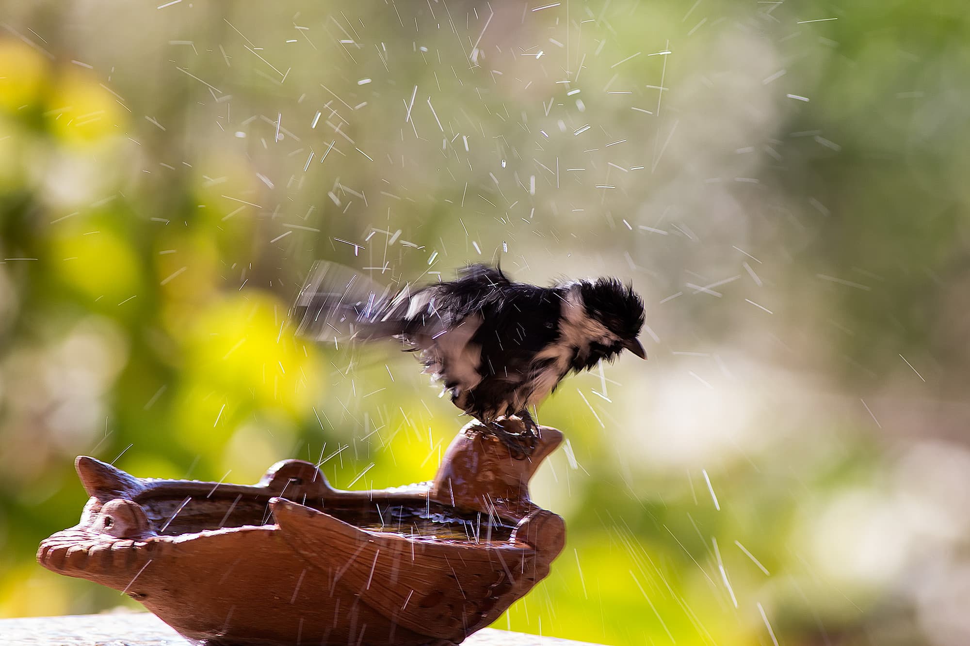 _MG_7651-white-naped-tit-after-shower