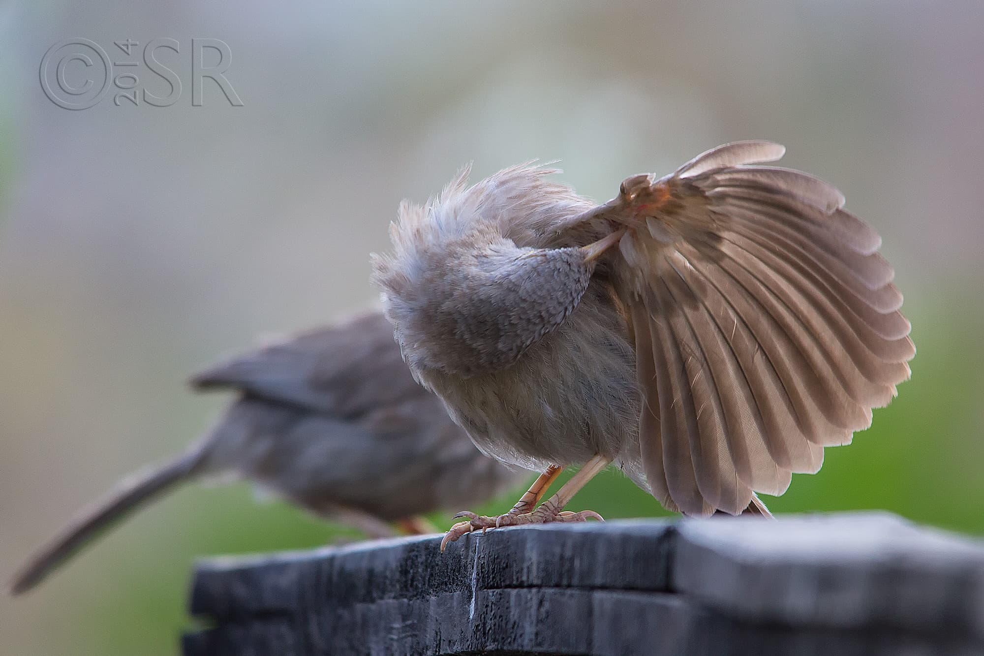 _MG_8485-j.babbler-preening