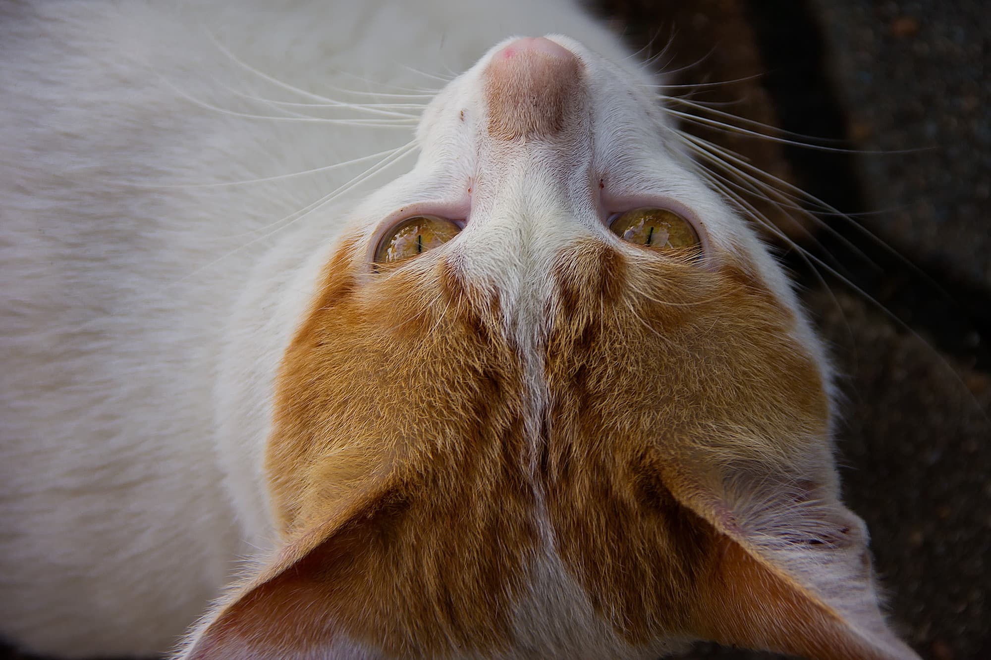_MG_8518-cat