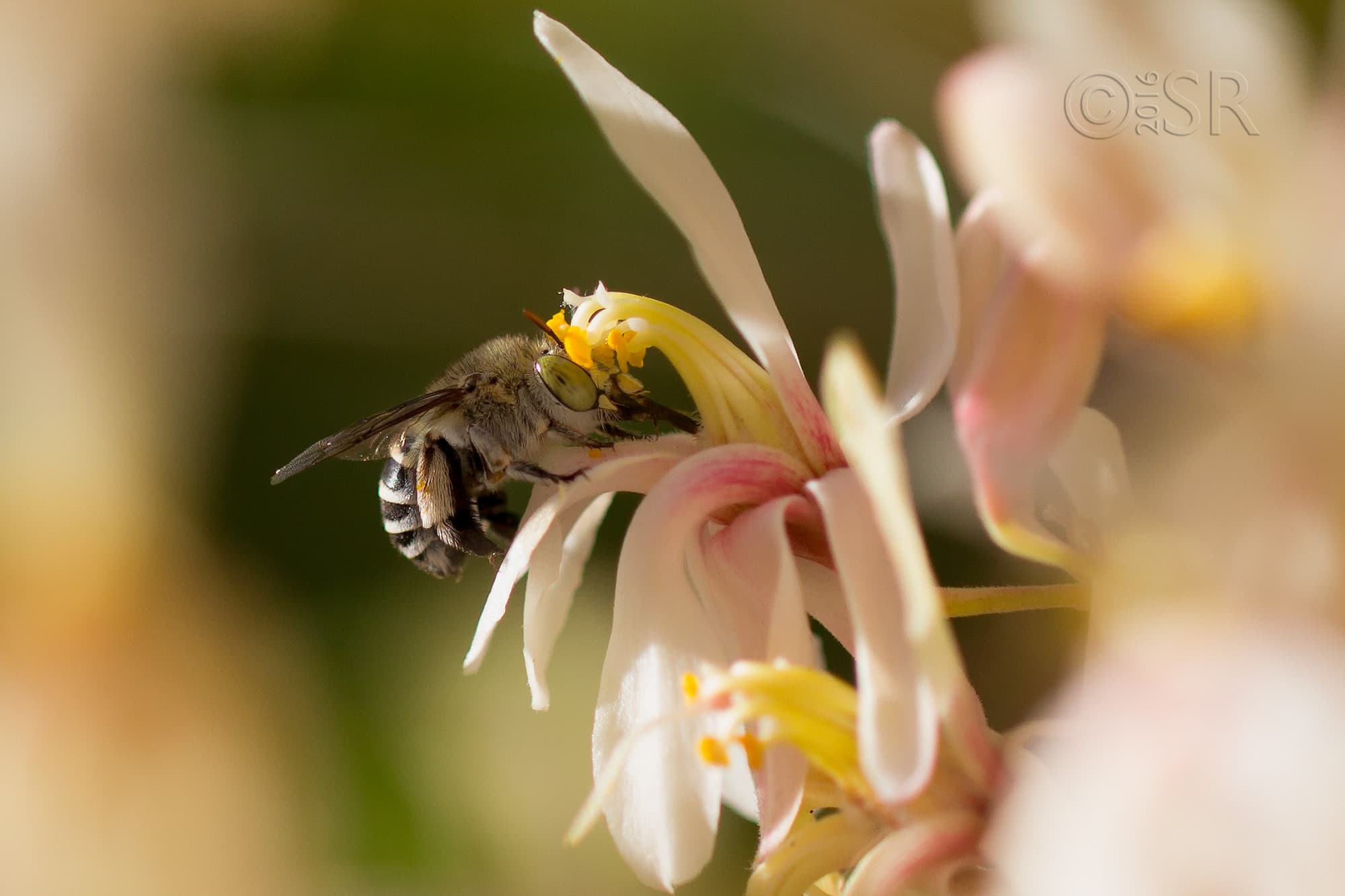 _MG_9632-carpenter-bee-bumble-bee-crop