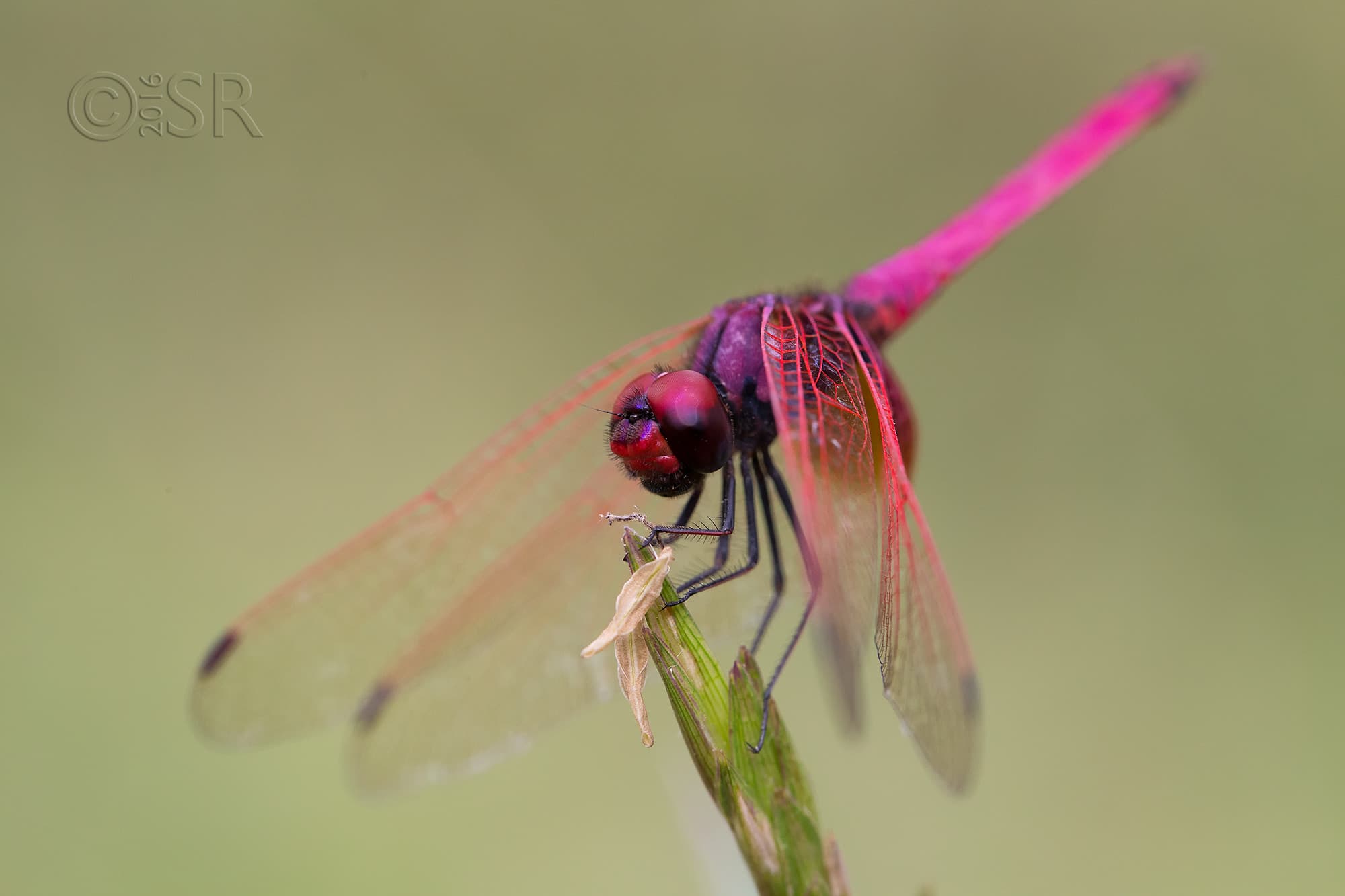 TJ2A0052-dragonfly-crimson-dropwing-male