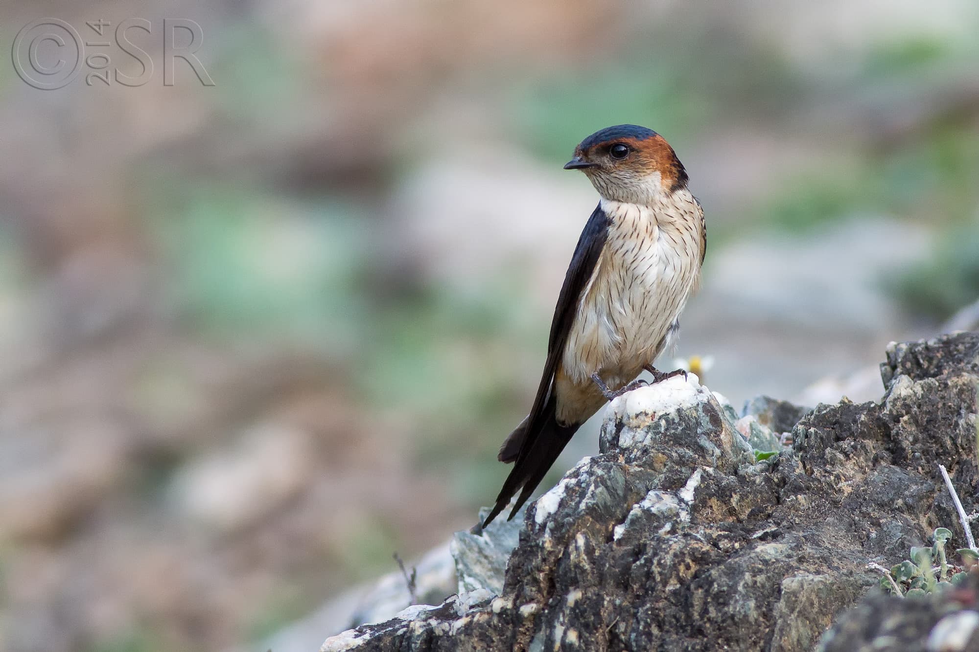 TJ2A0081-swallow
