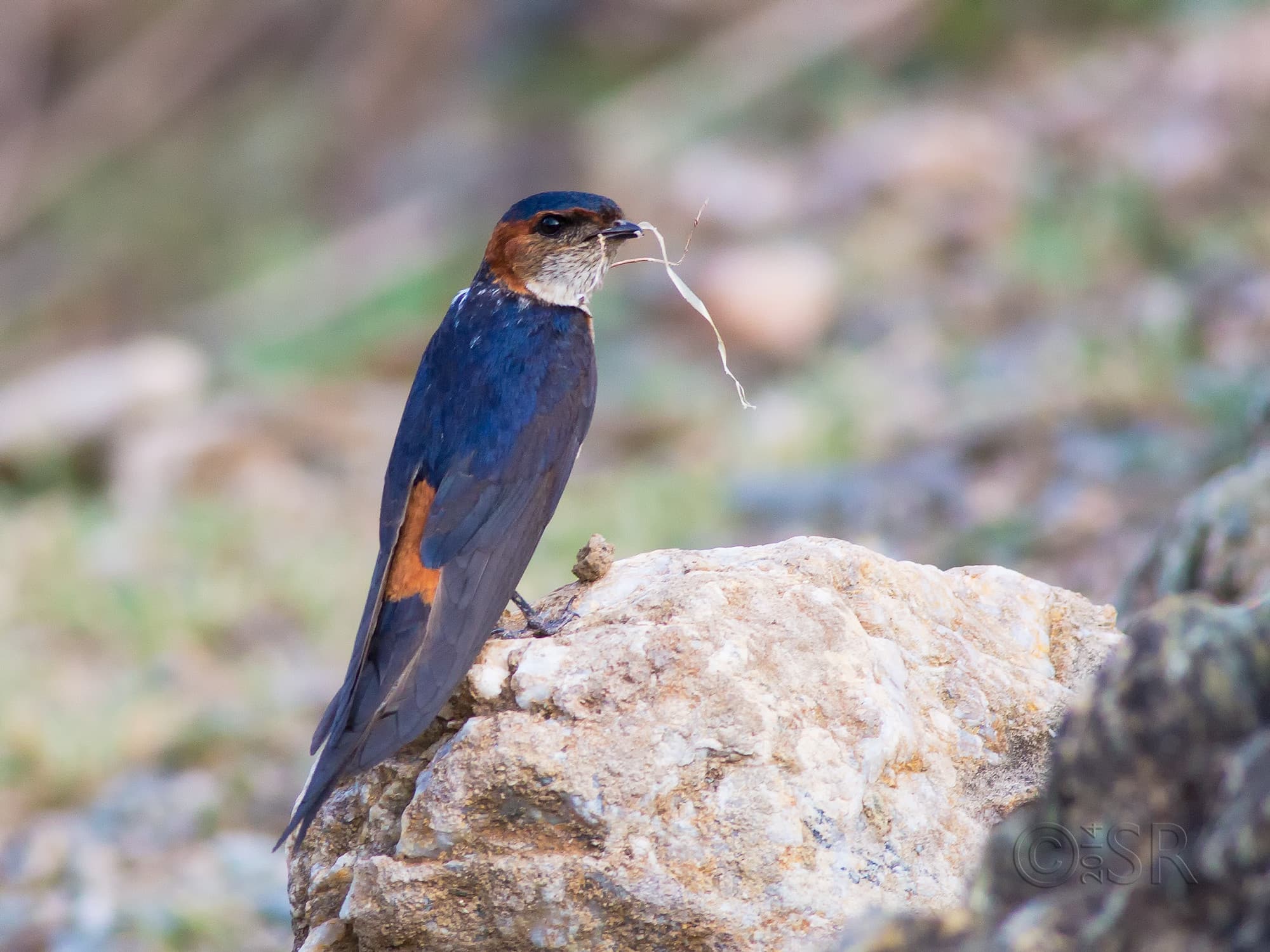TJ2A0089-swallow
