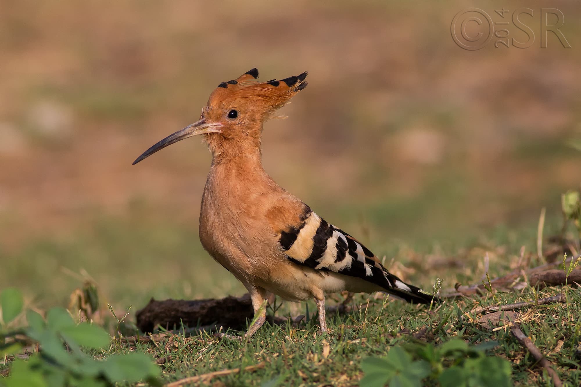 TJ2A0125-hoopoe