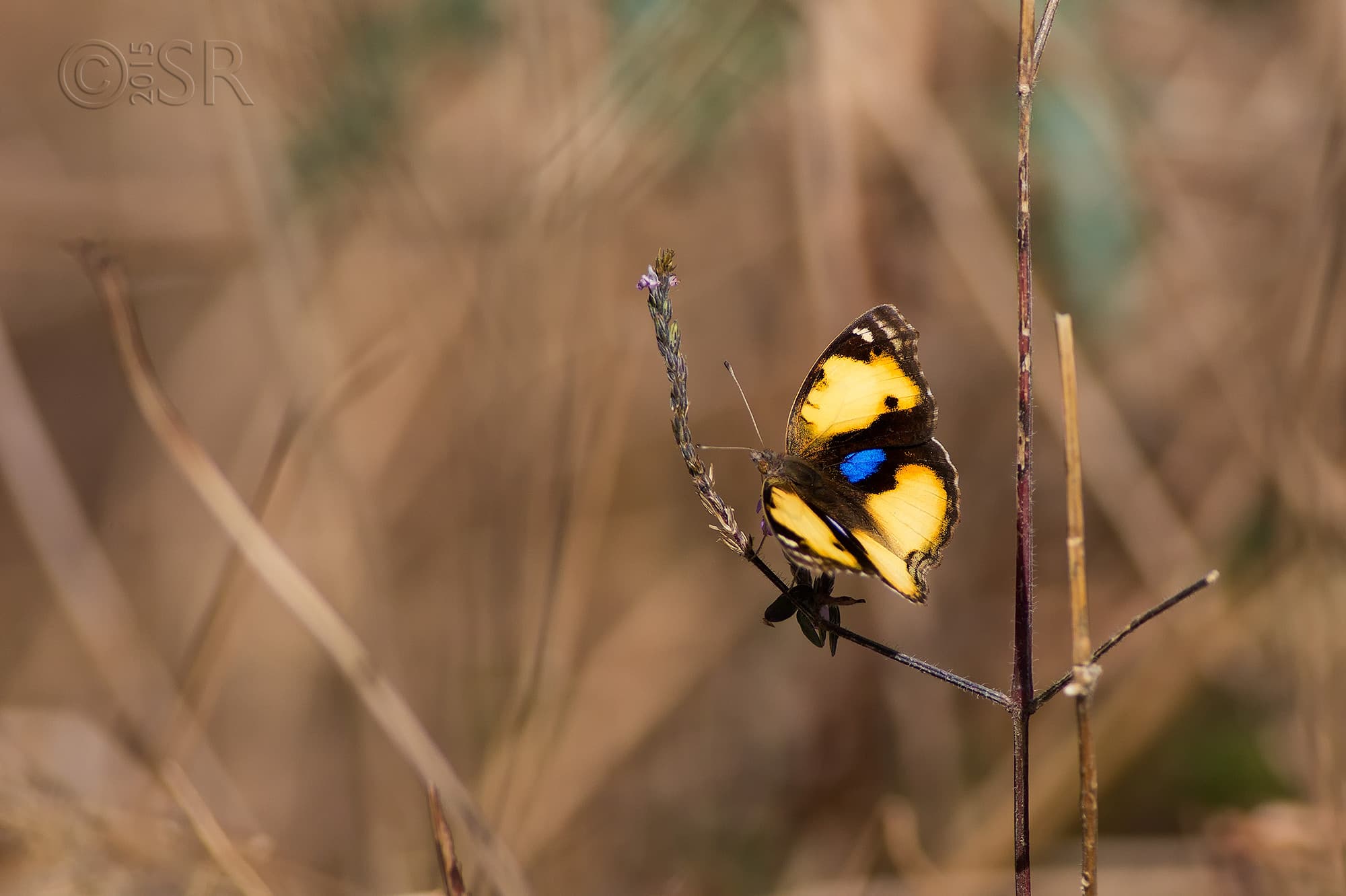 TJ2A0231-eggfly