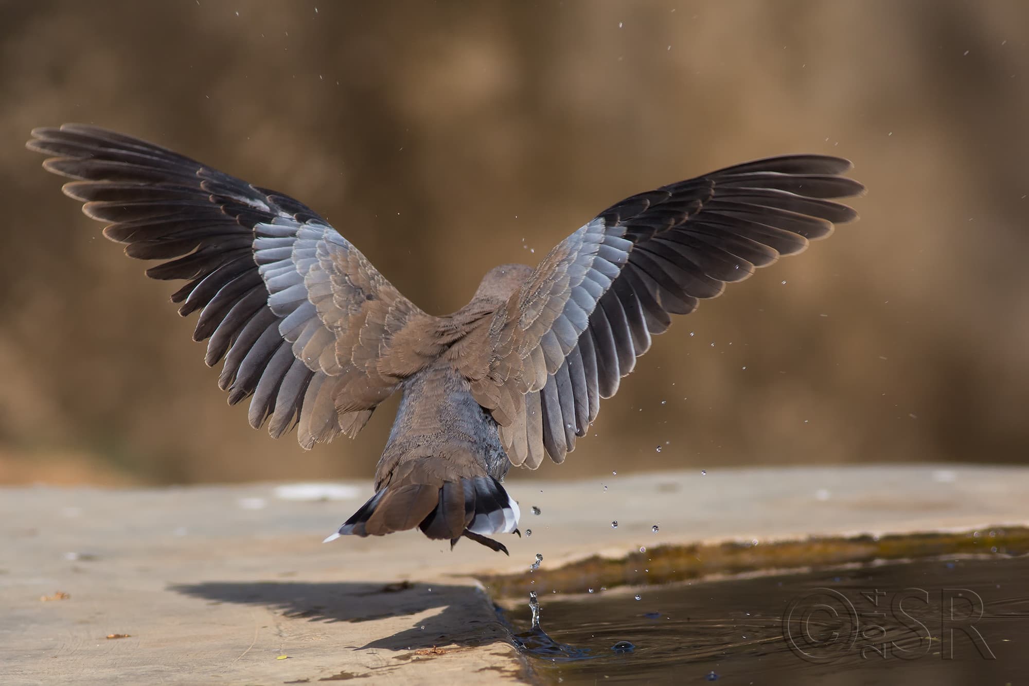 TJ2A0290-laughing-dove-flying-away