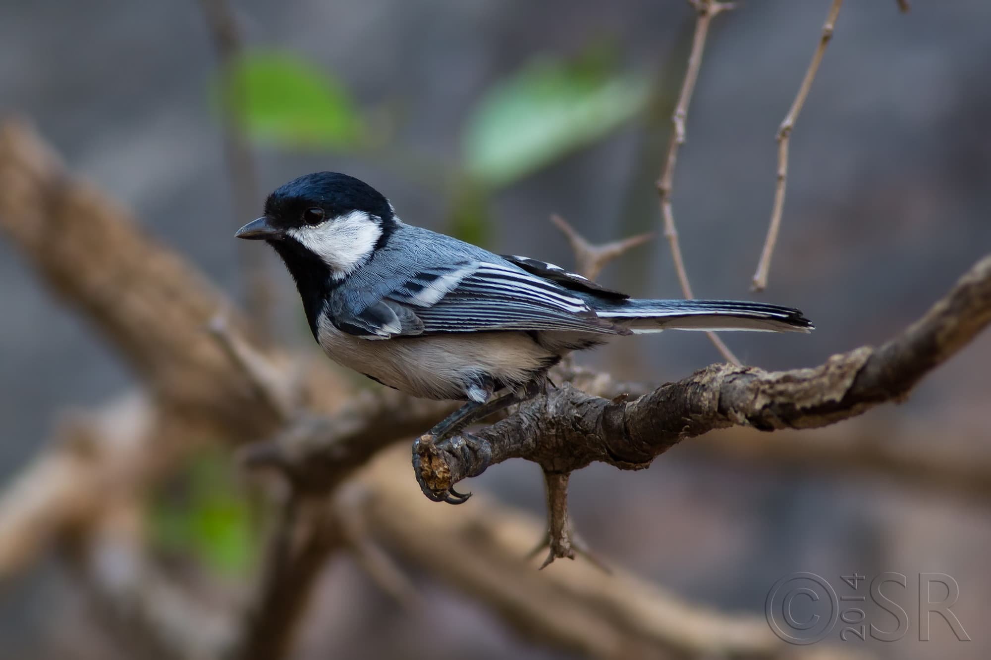 TJ2A0403-cinerous-tit