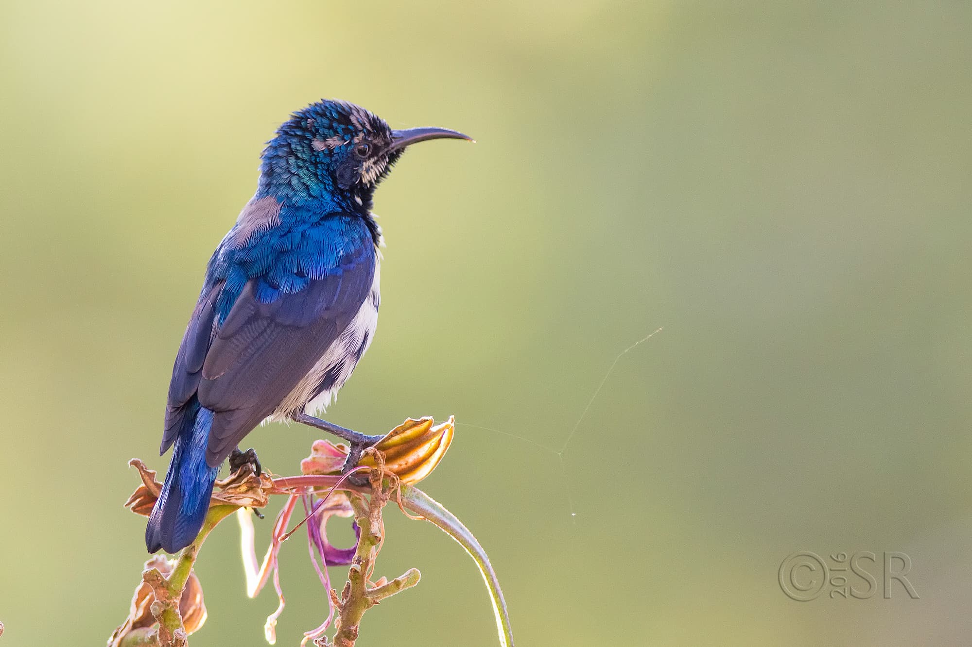 TJ2A1046-sunbird