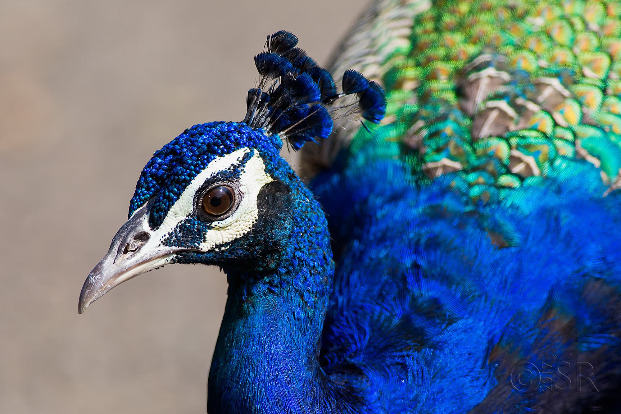 TJ2A1841-peafowl-male