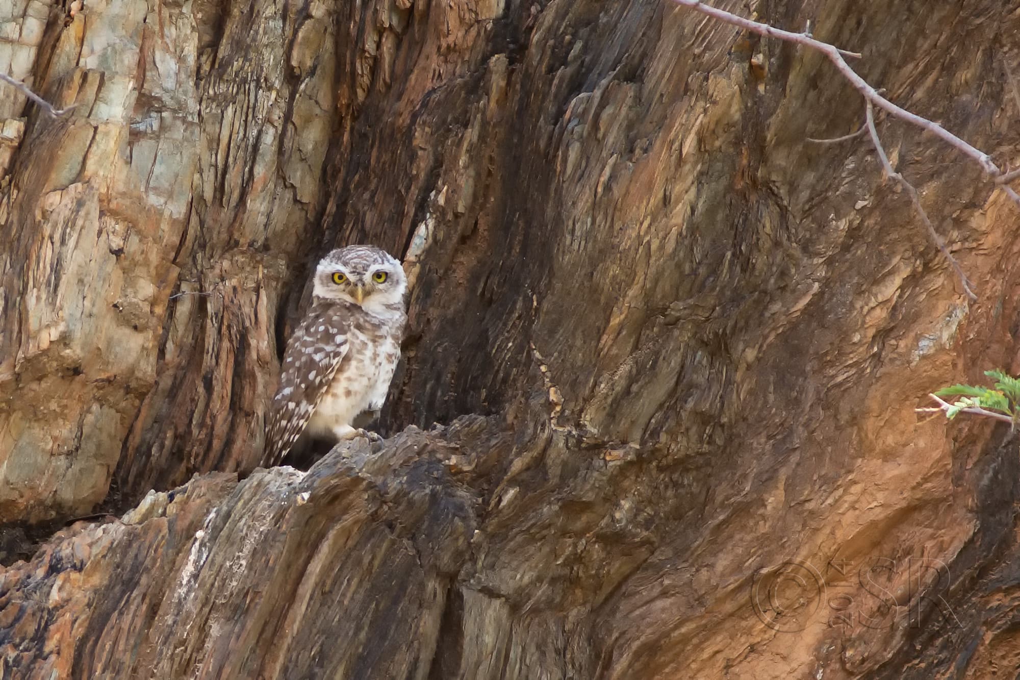 TJ2A1849-spotted-owlet