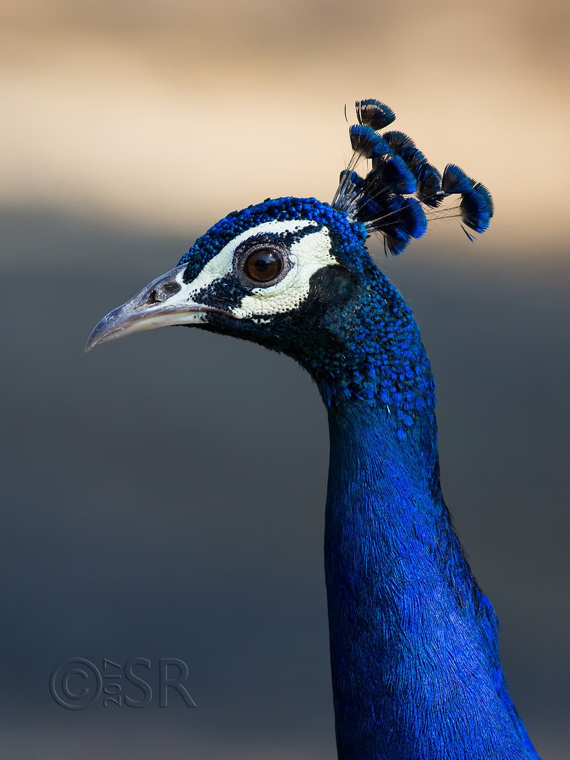TJ2A1862-peafowl-male
