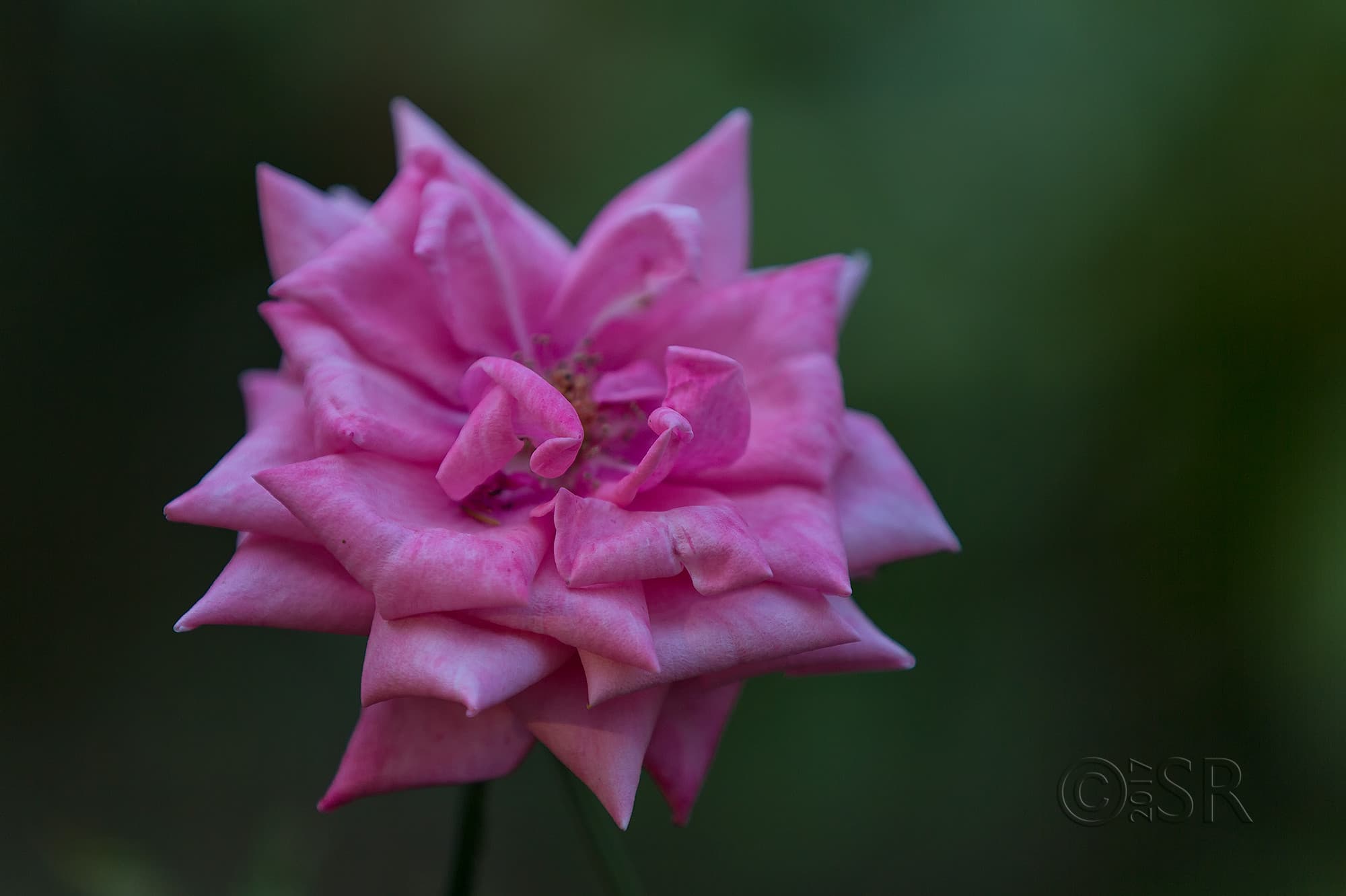 TJ2A2123-pink-rose